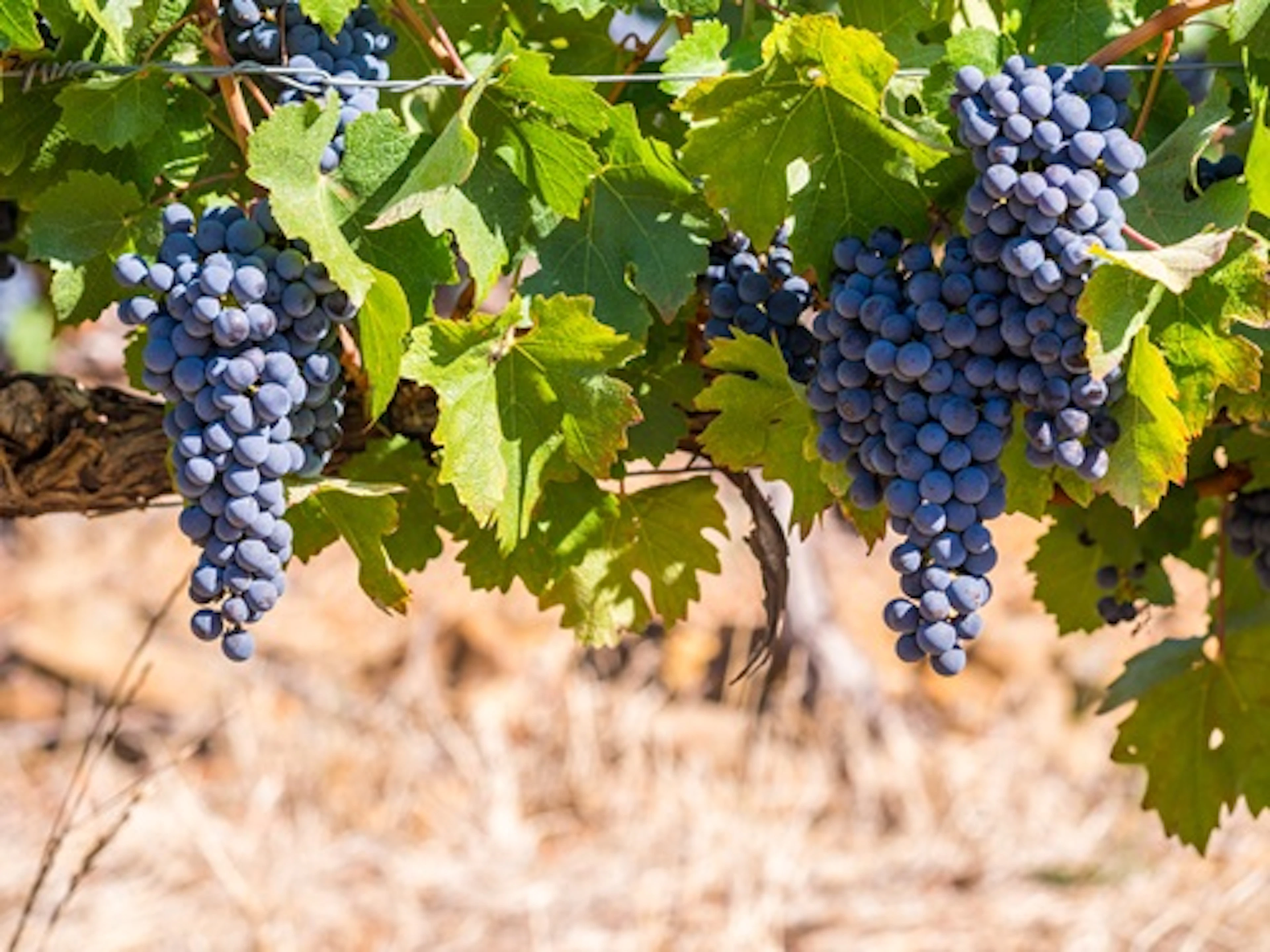 pinotage