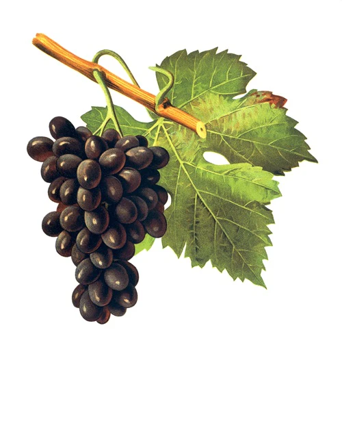 poulsard