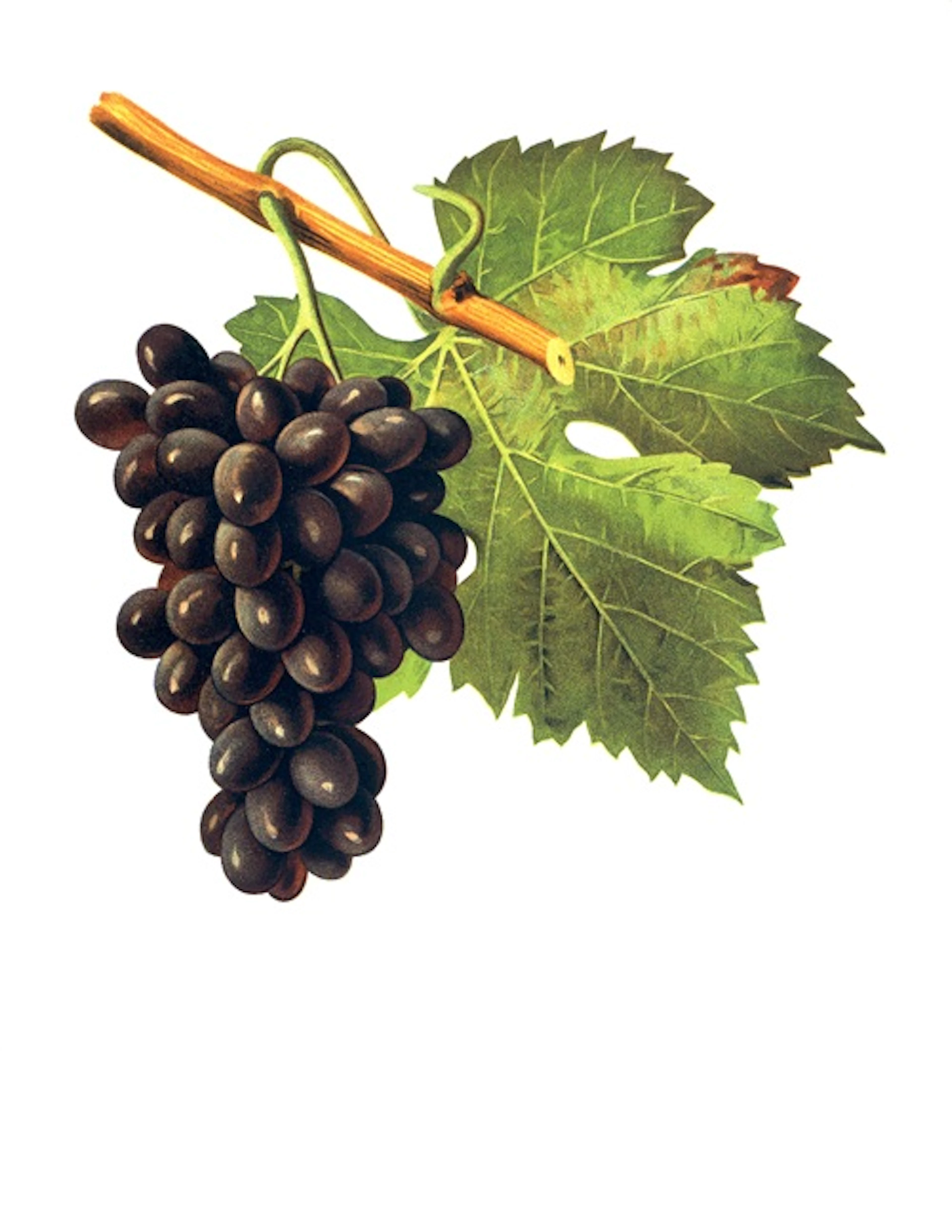 poulsard