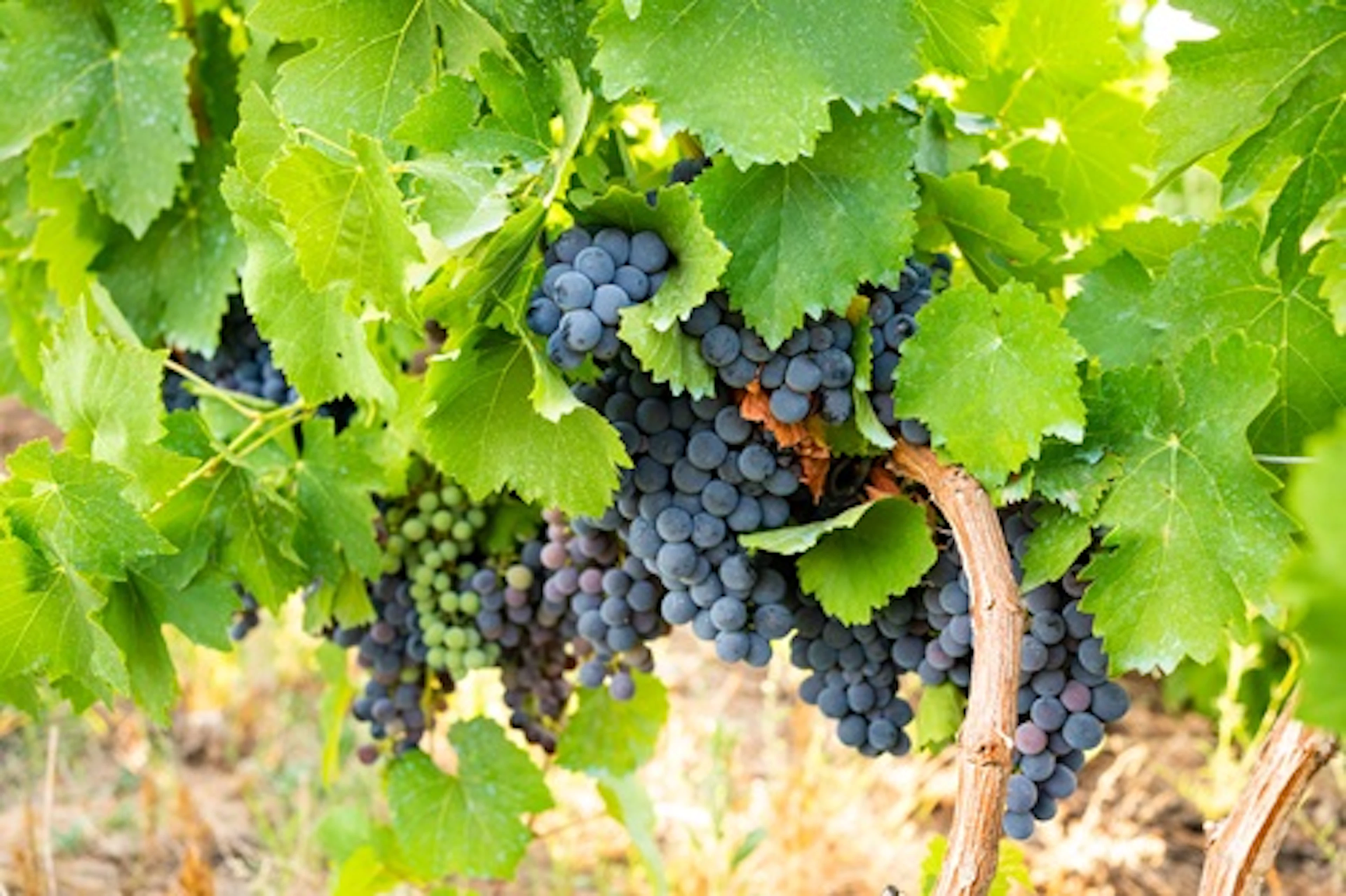 Tempranillo
