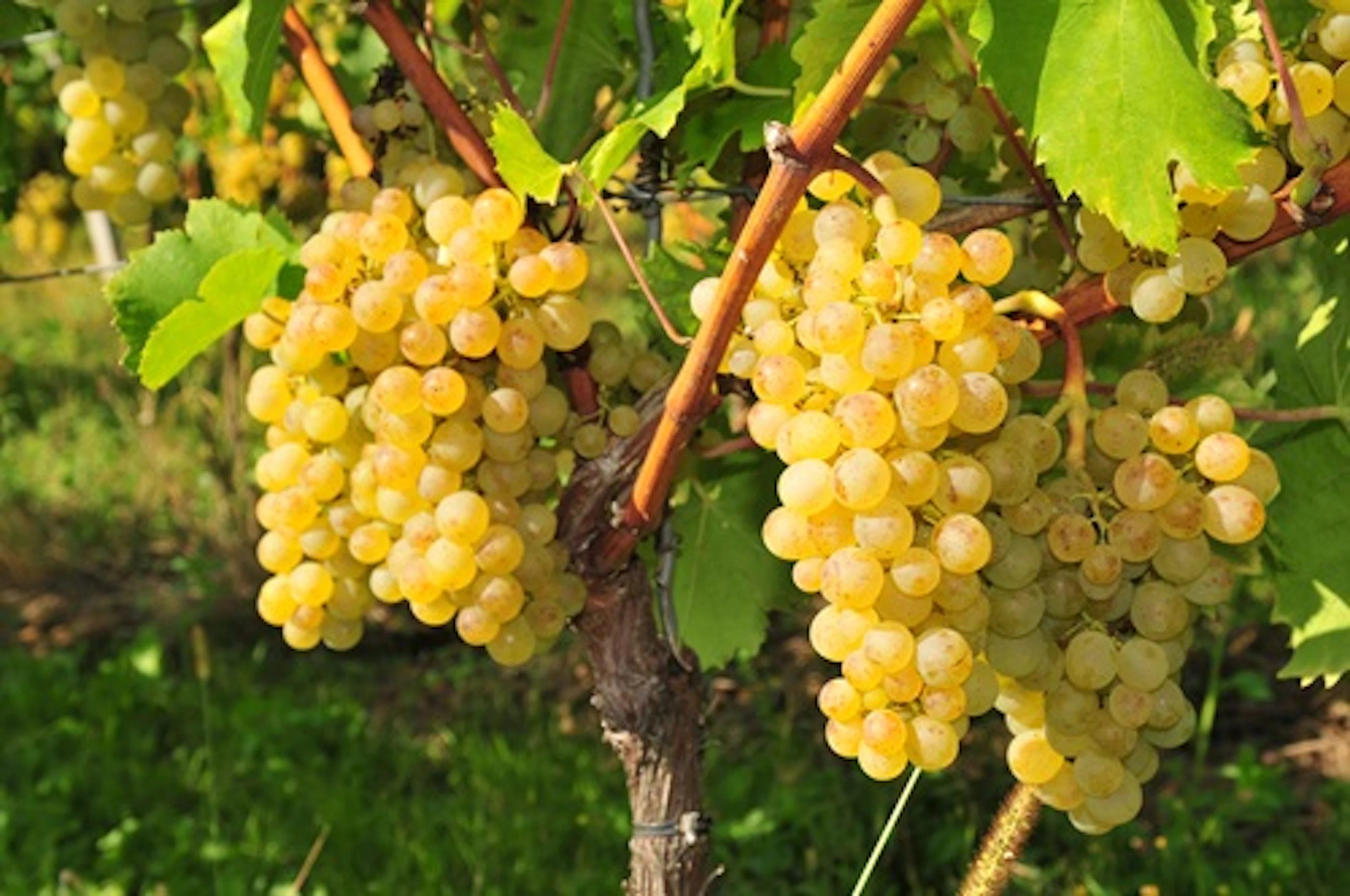 sylvaner