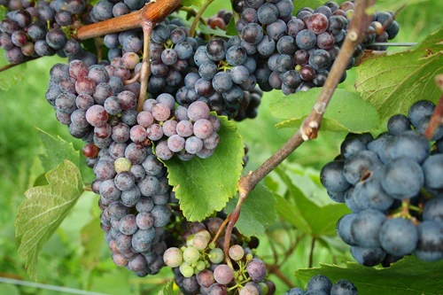 Zweigelt