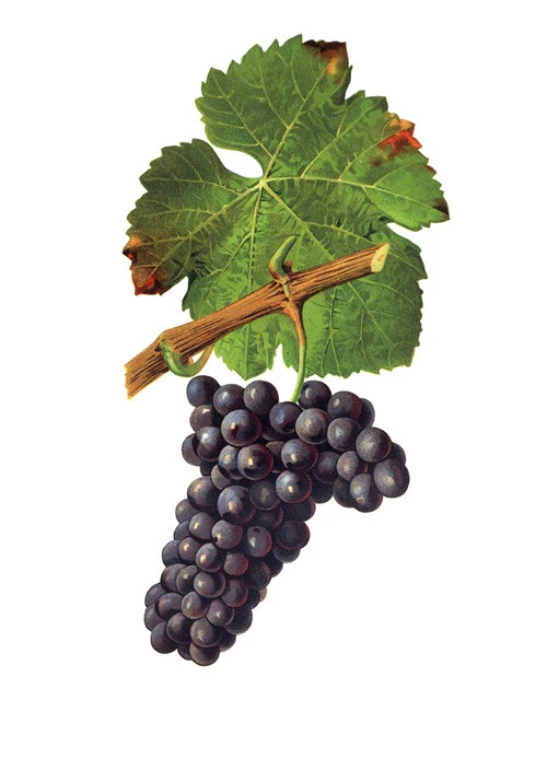 Trousseau