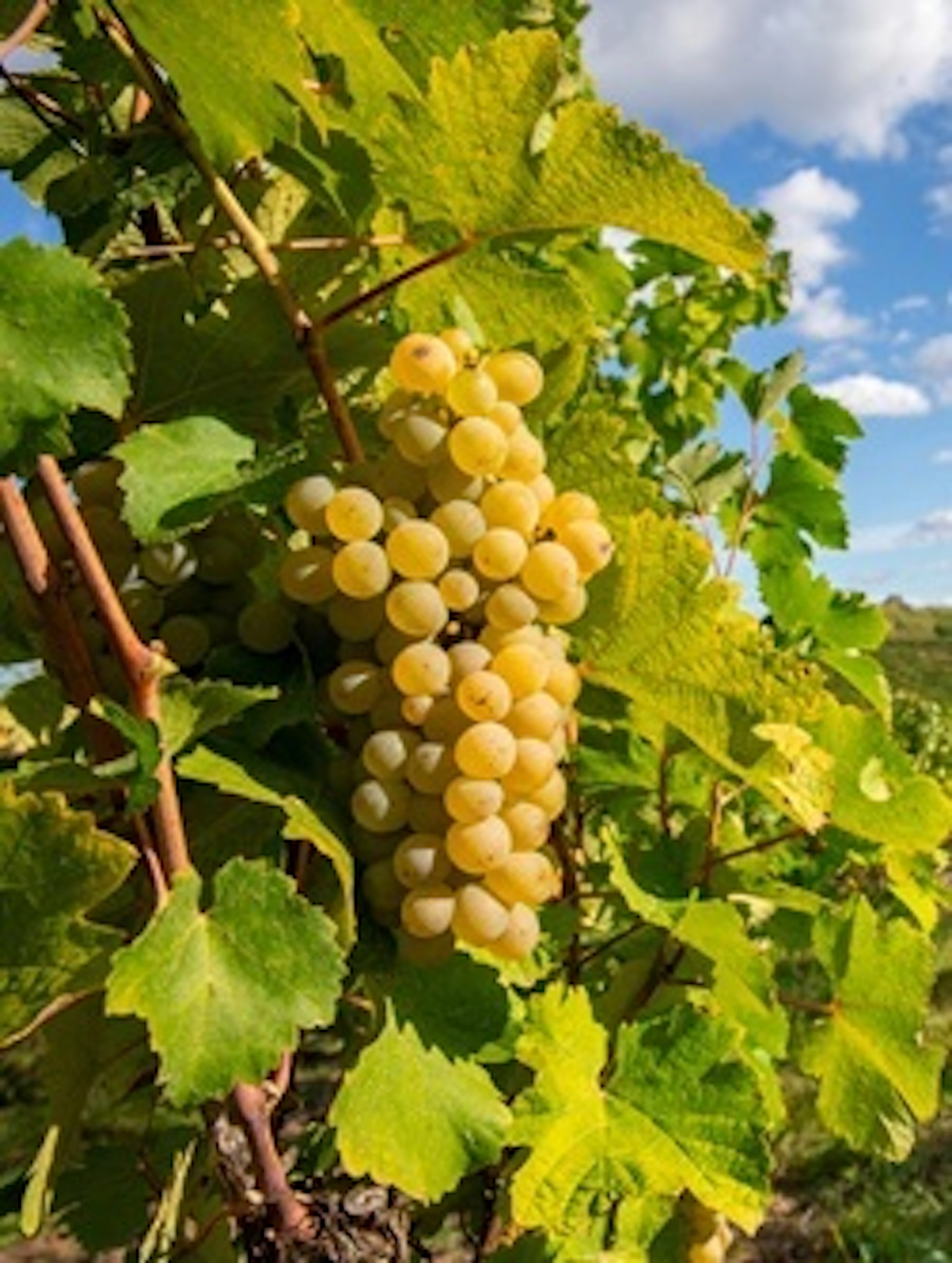muscat blanc à petits grains