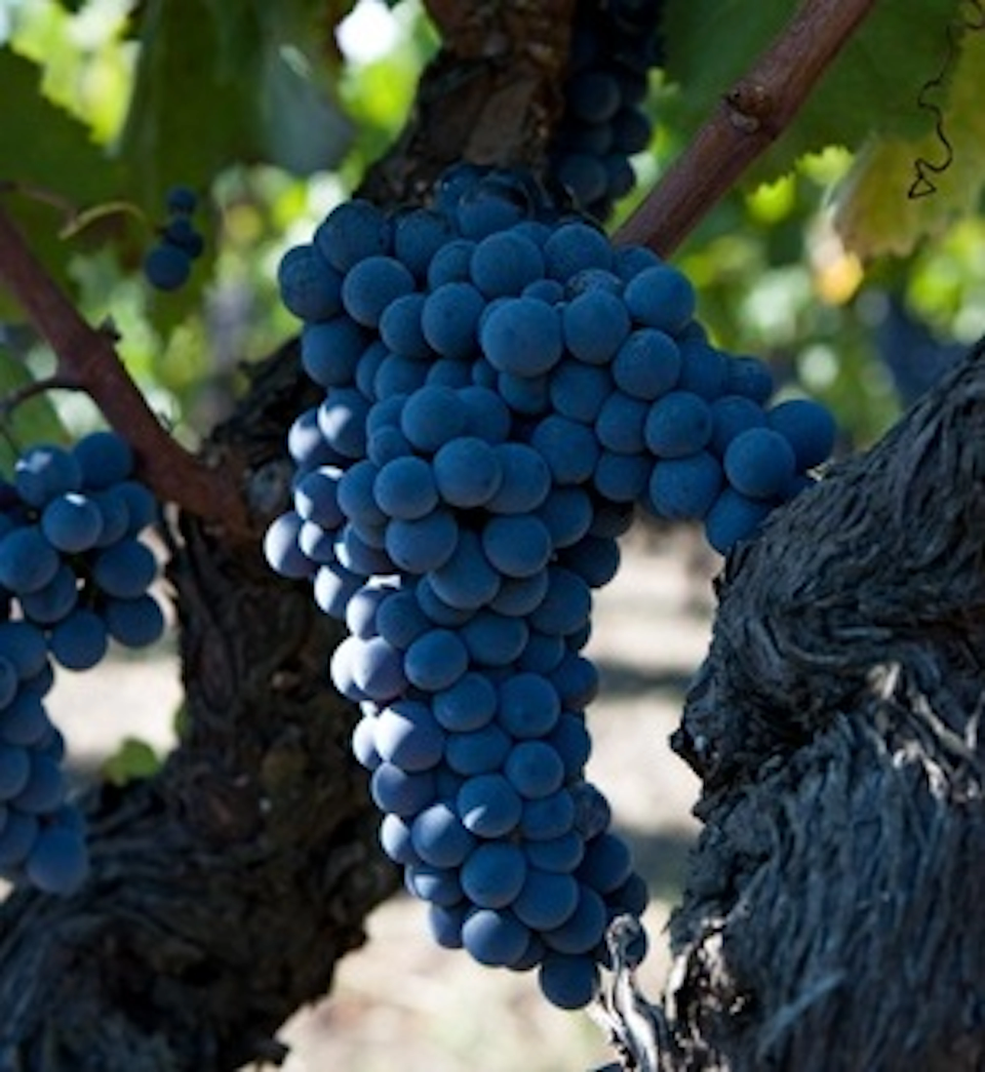 nerello mascalese