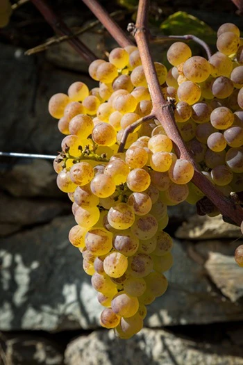 petite arvine
