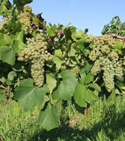 pinot blanc