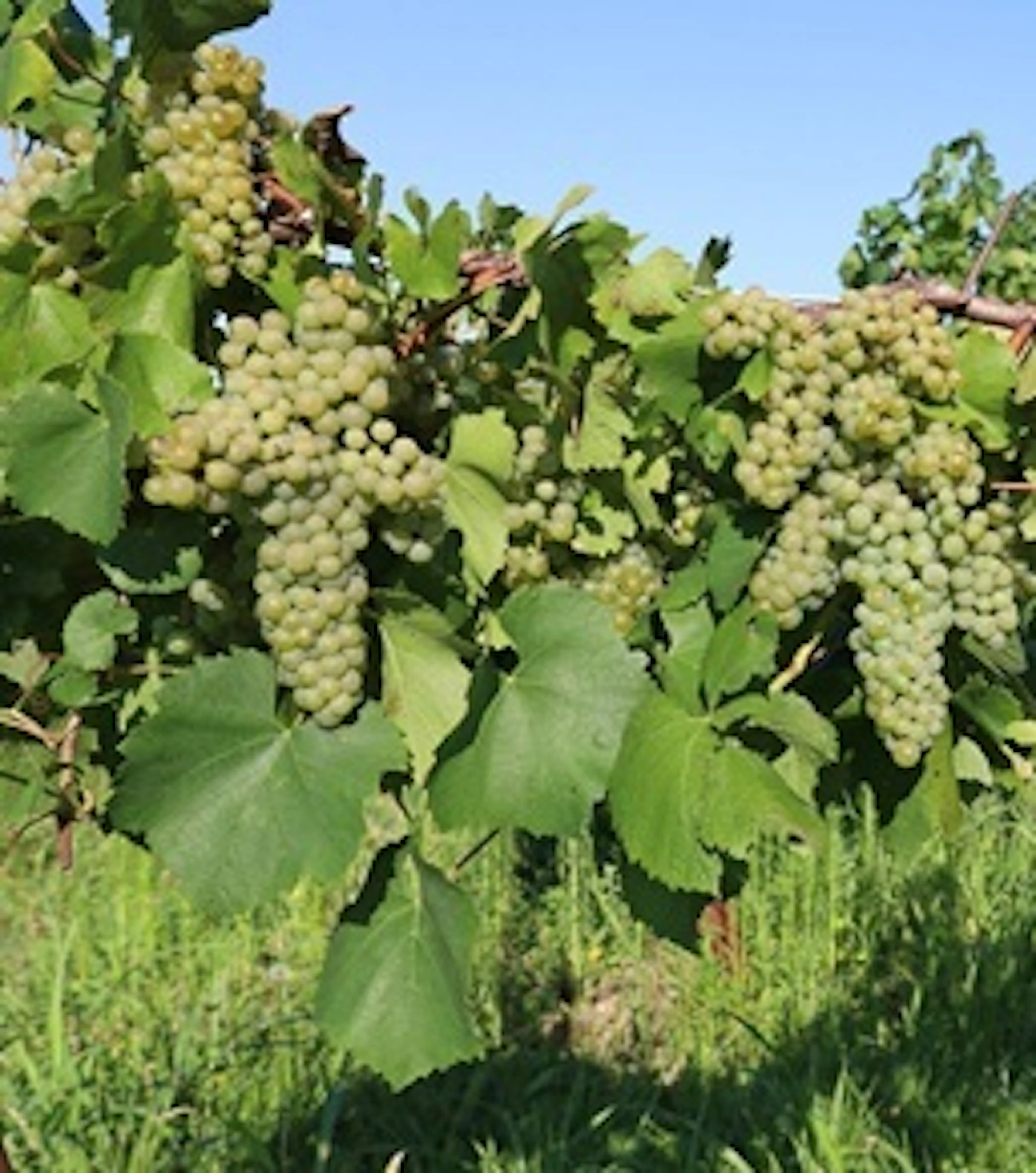pinot blanc