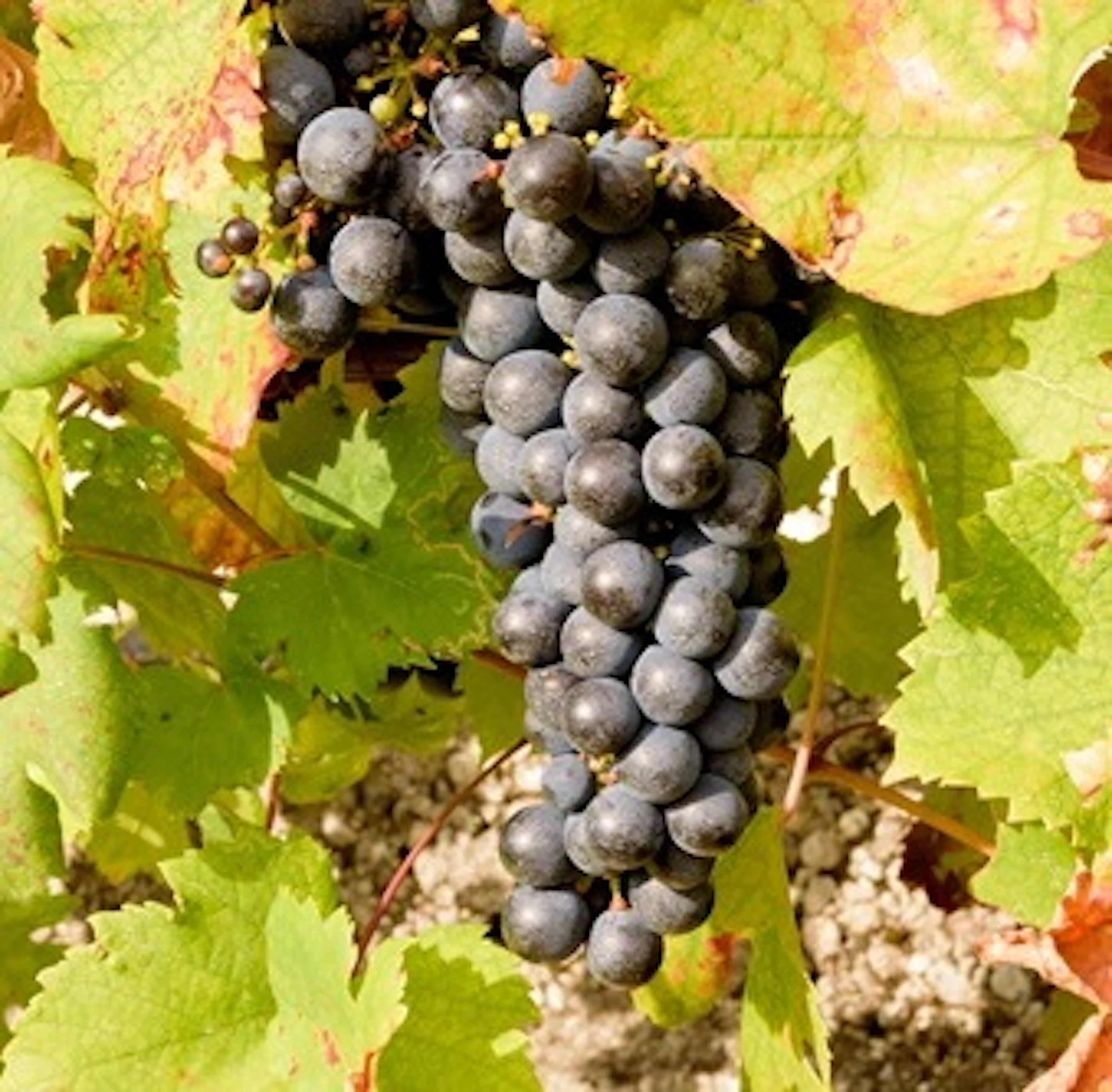 rondinella