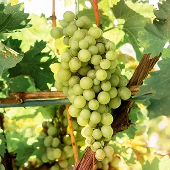 sauvignon à gros grains