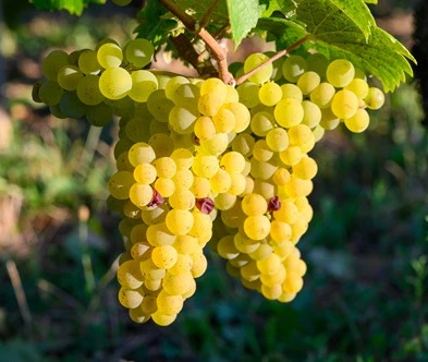 savagnin