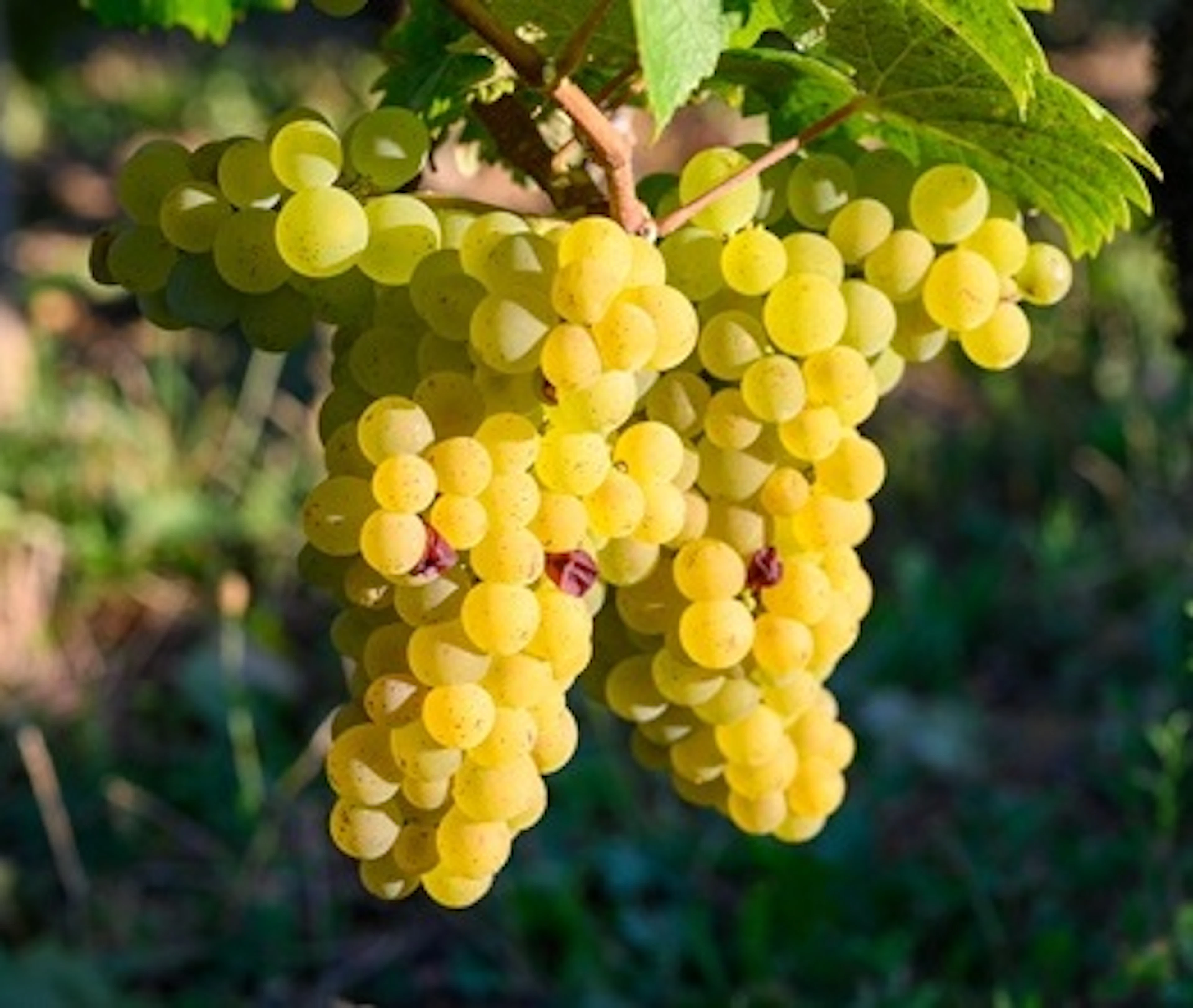 savagnin