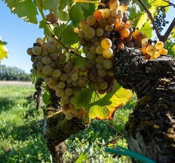 Sémillon