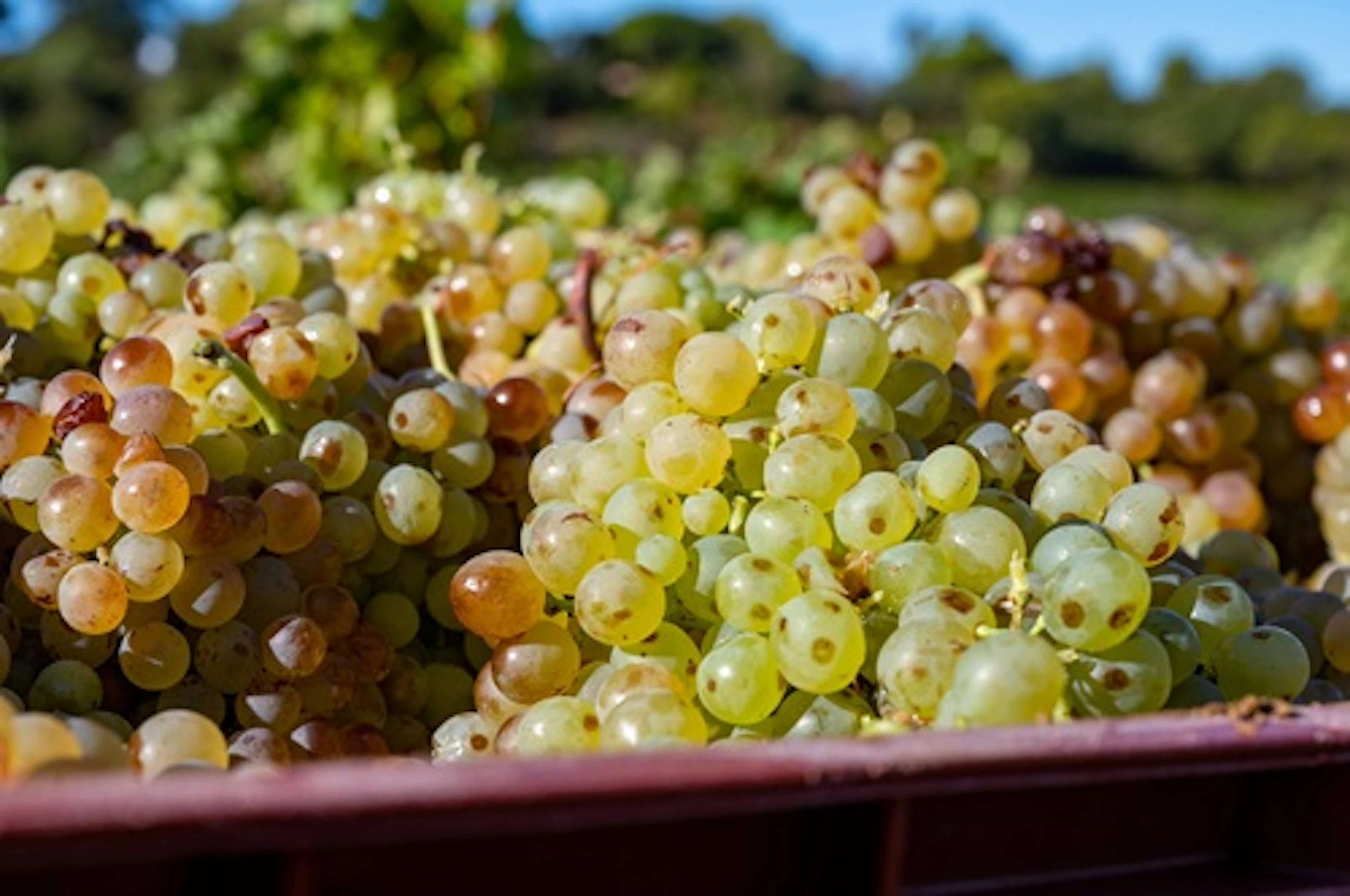 cépage Carignan blanc