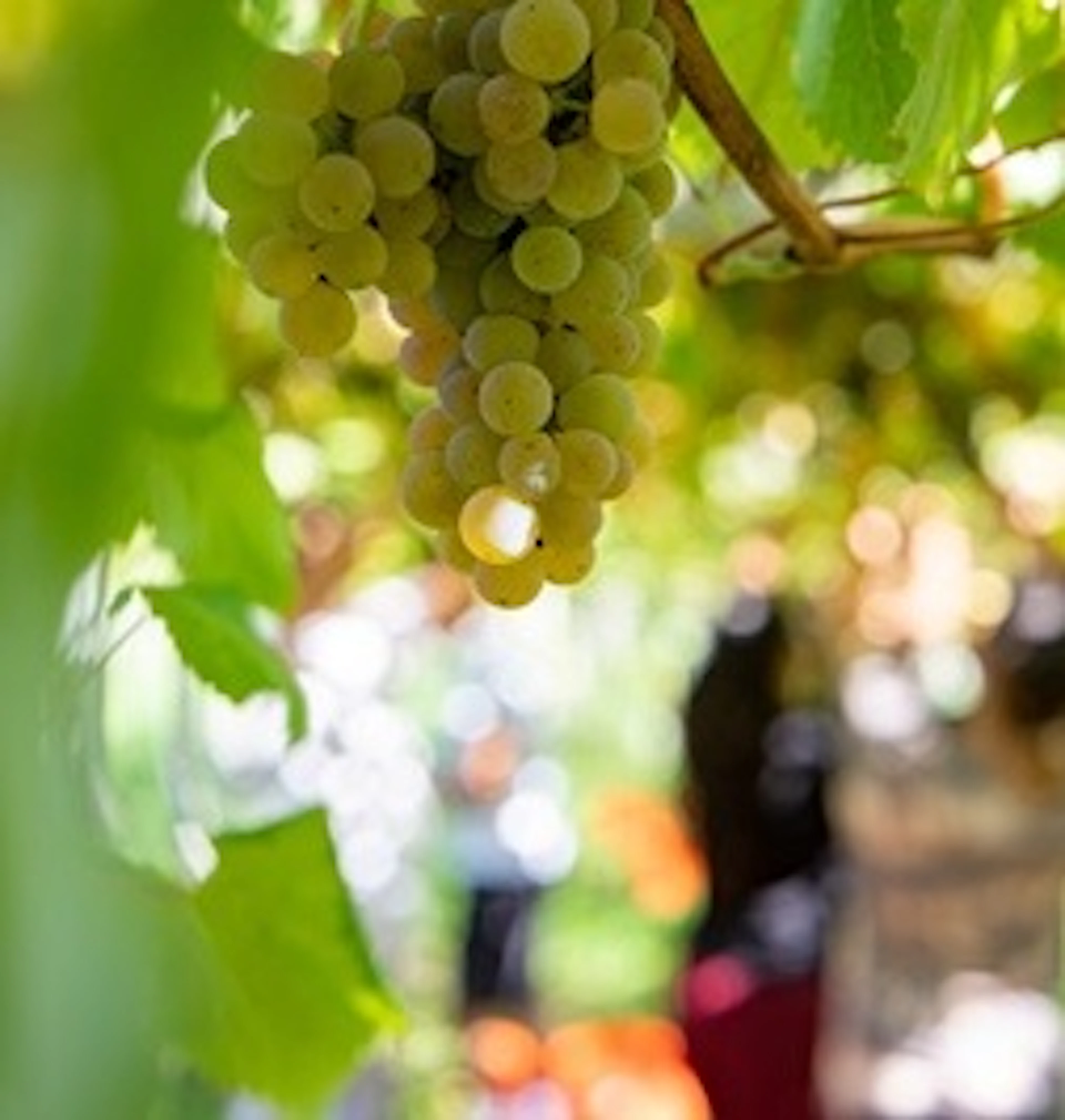 cépage Albariño