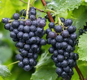 dolcetto