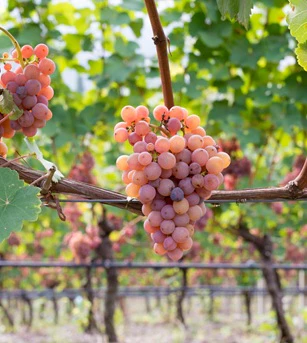 gewurztraminer