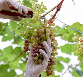 garganega