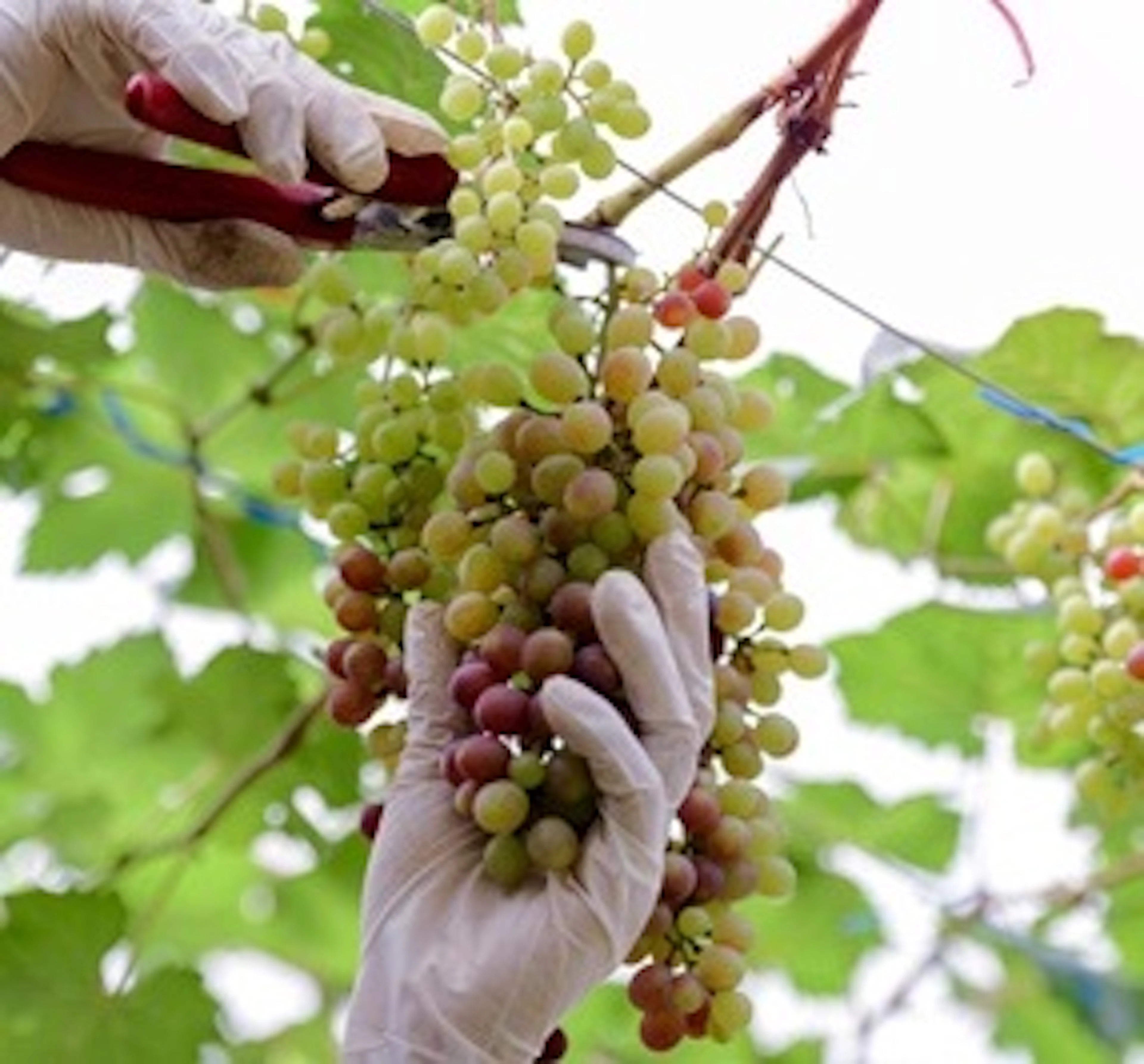 garganega