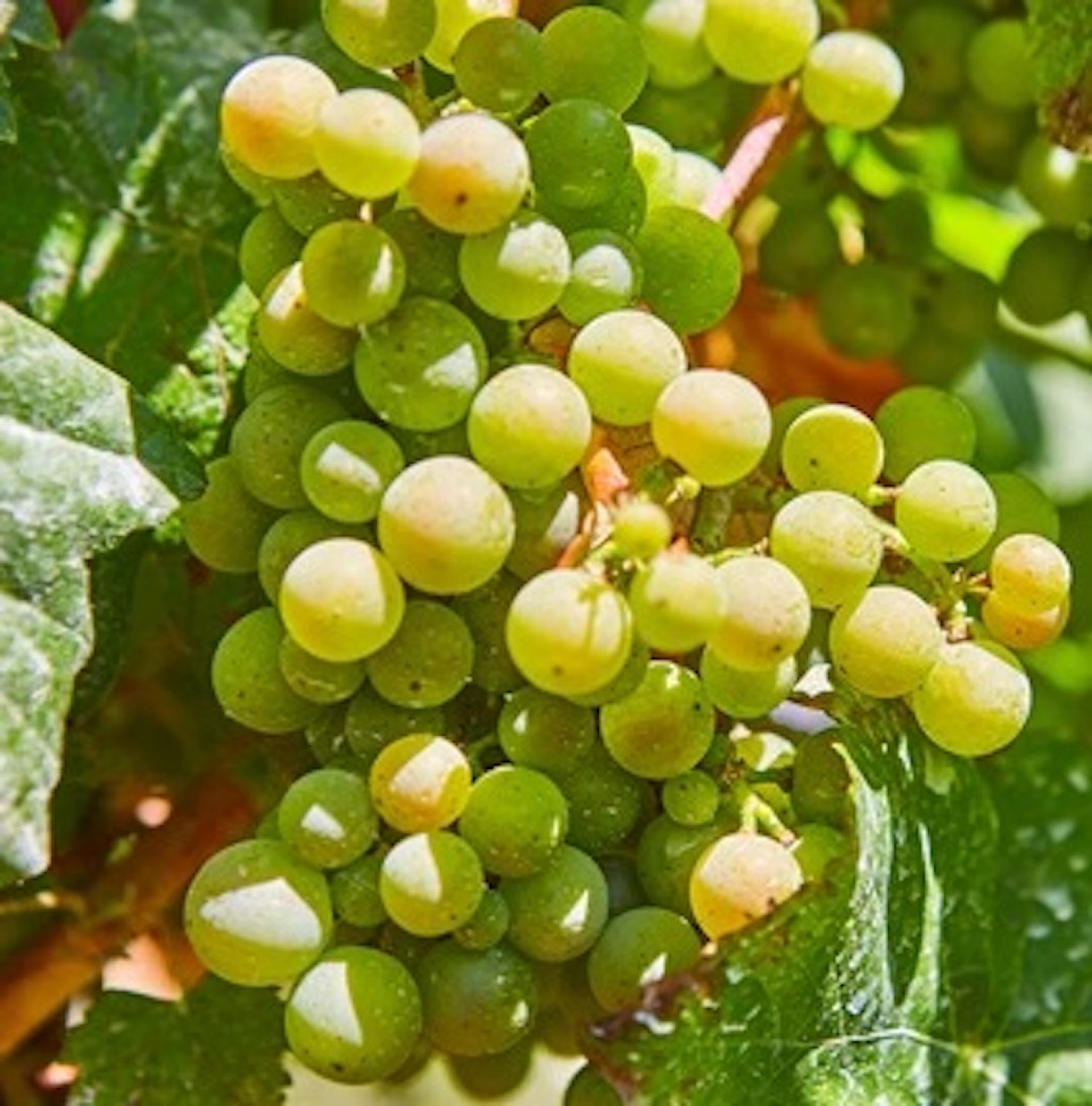 godello
