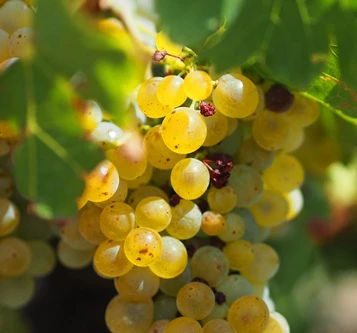grenache blanc