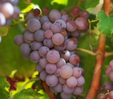 grenache gris