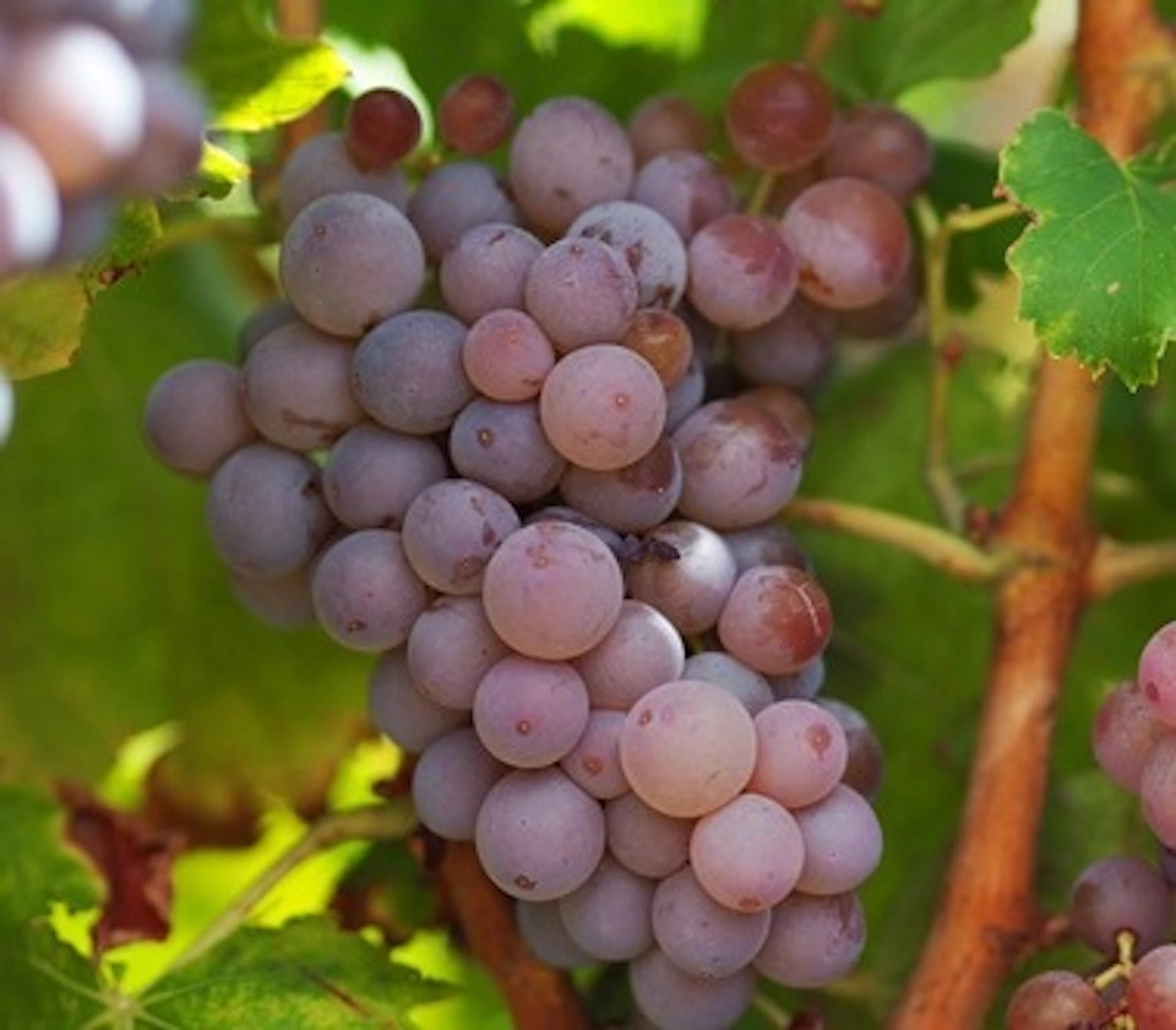 grenache gris