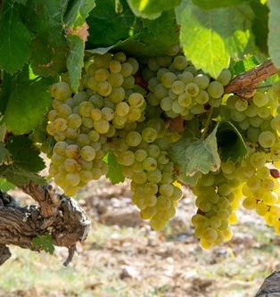 grillo