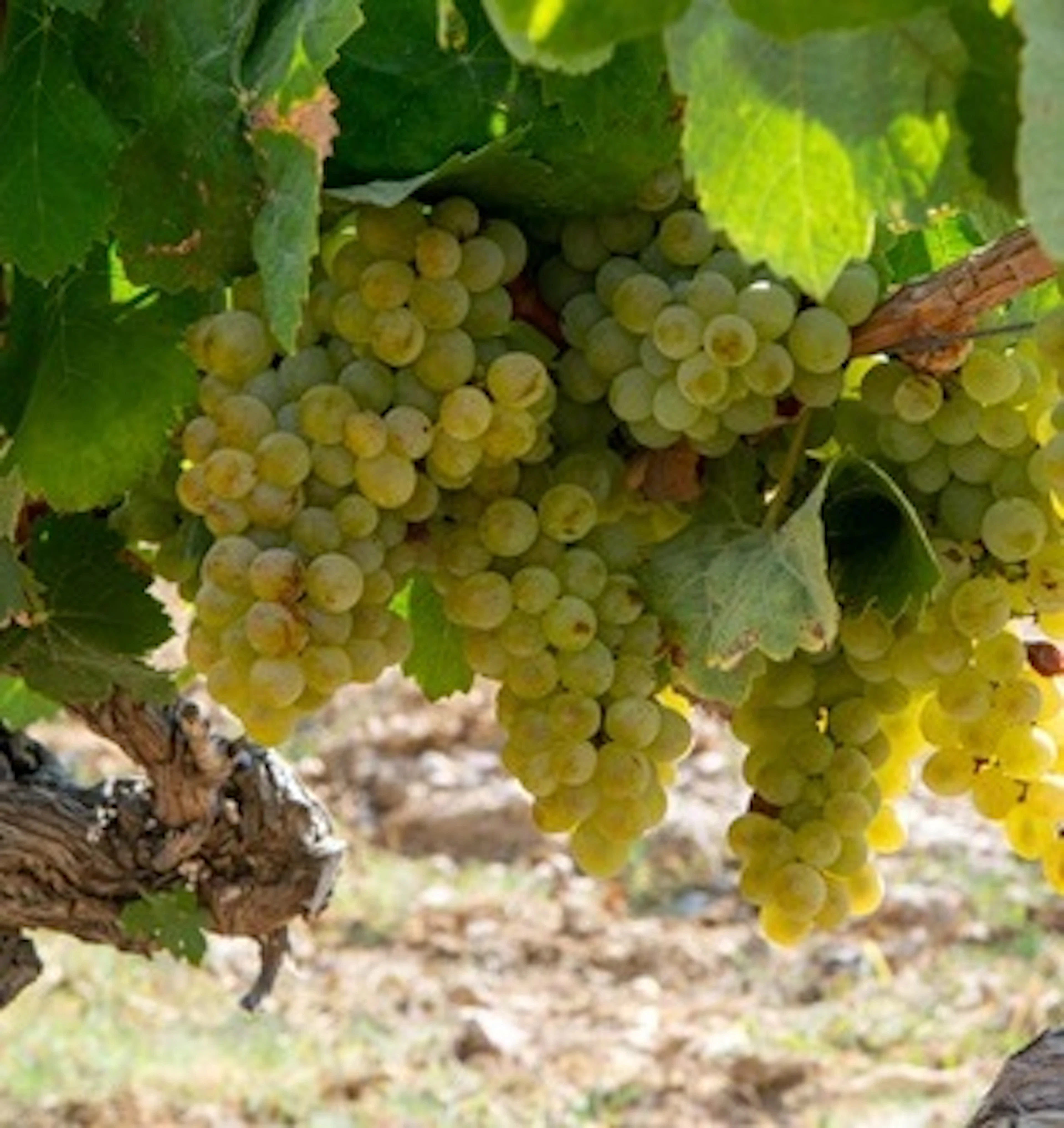 grillo