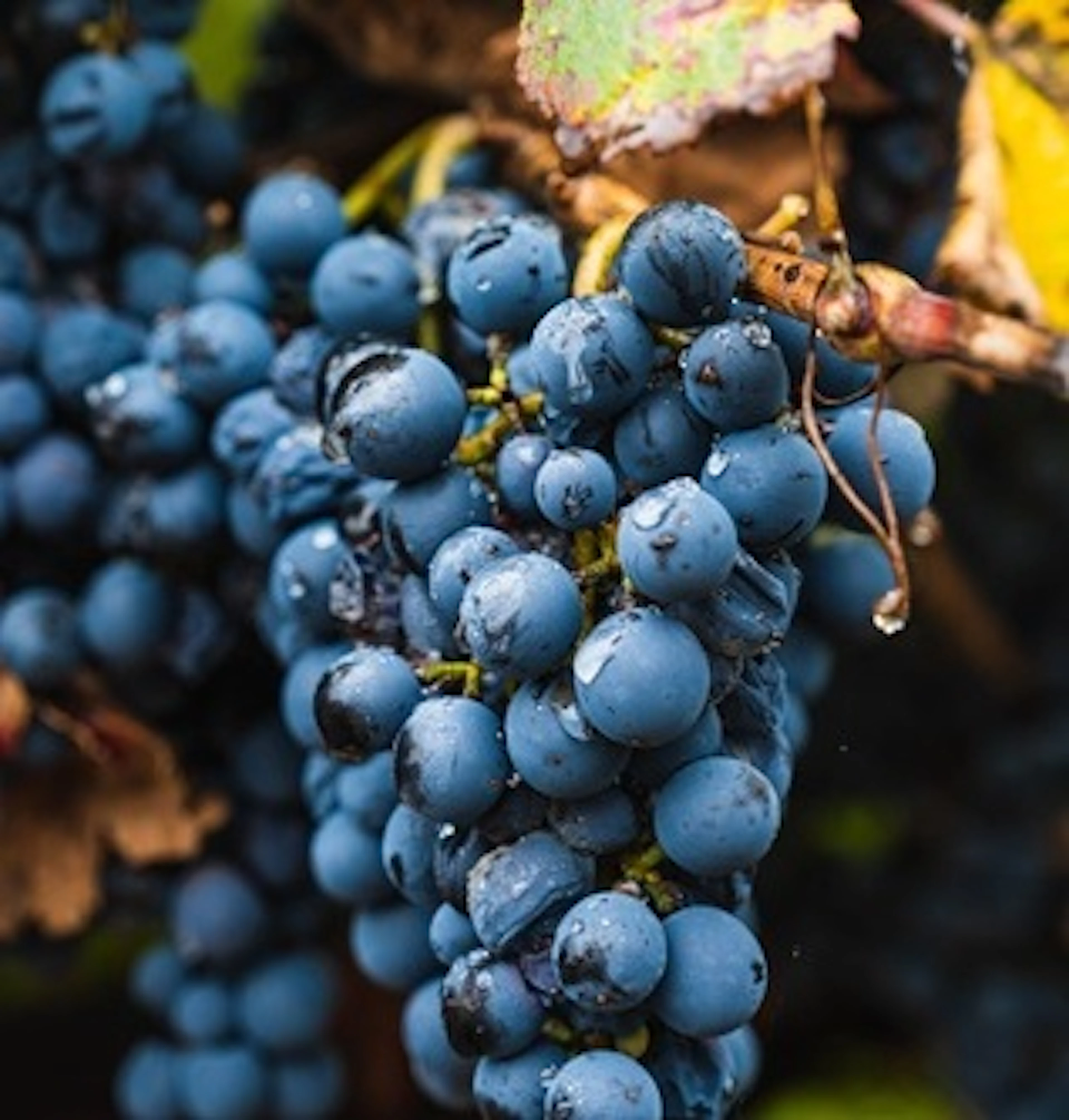 malbec
