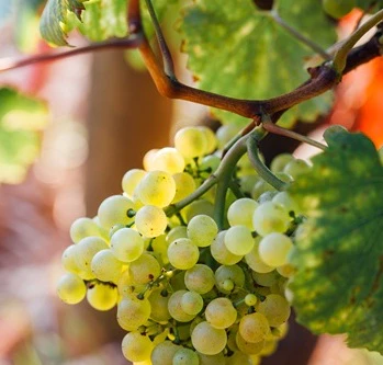 melon de bourgogne