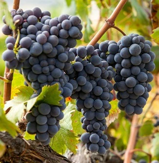 montepulciano