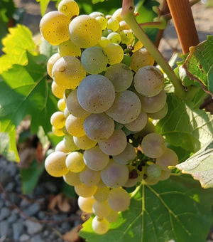 ugni blanc