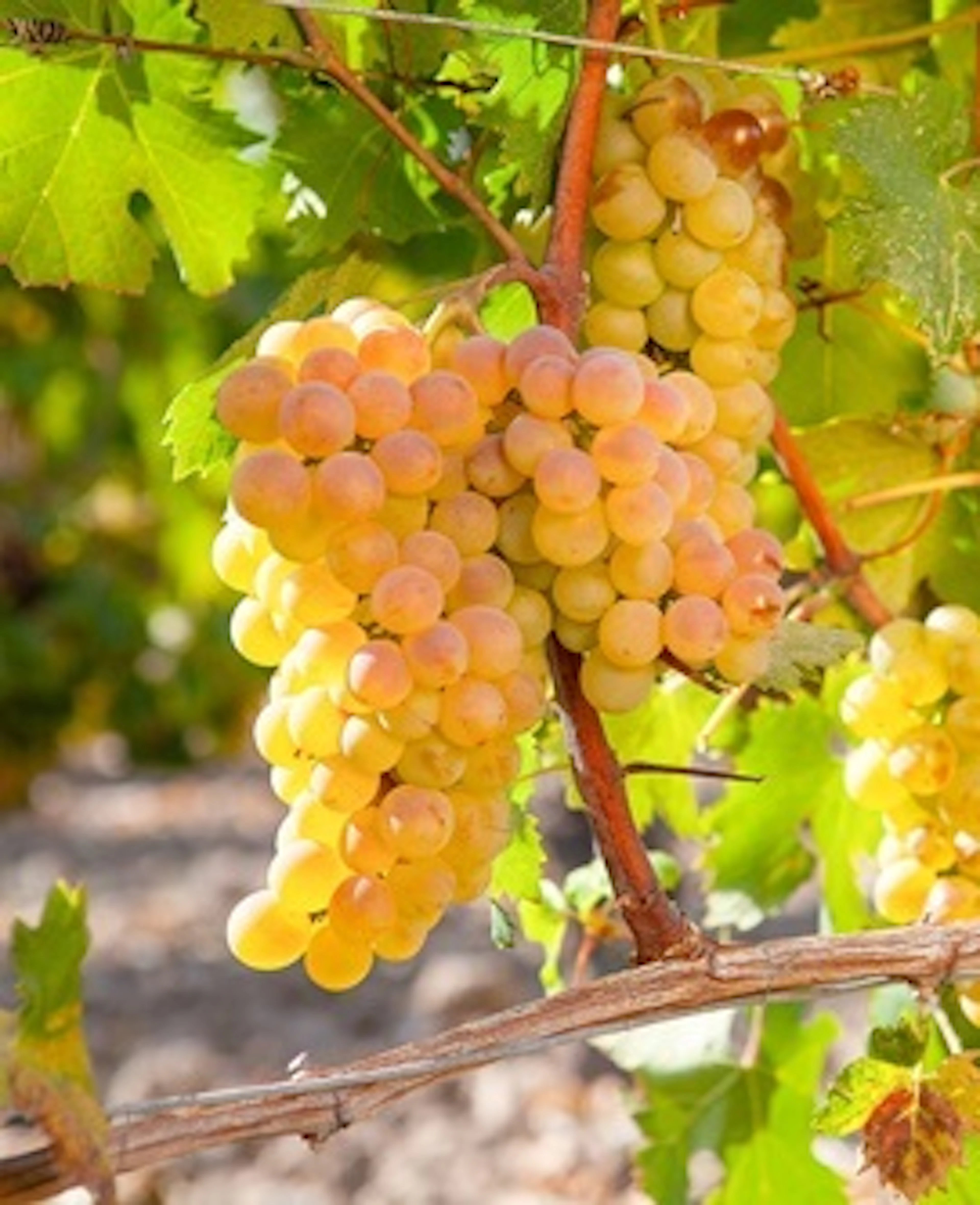 vermentino