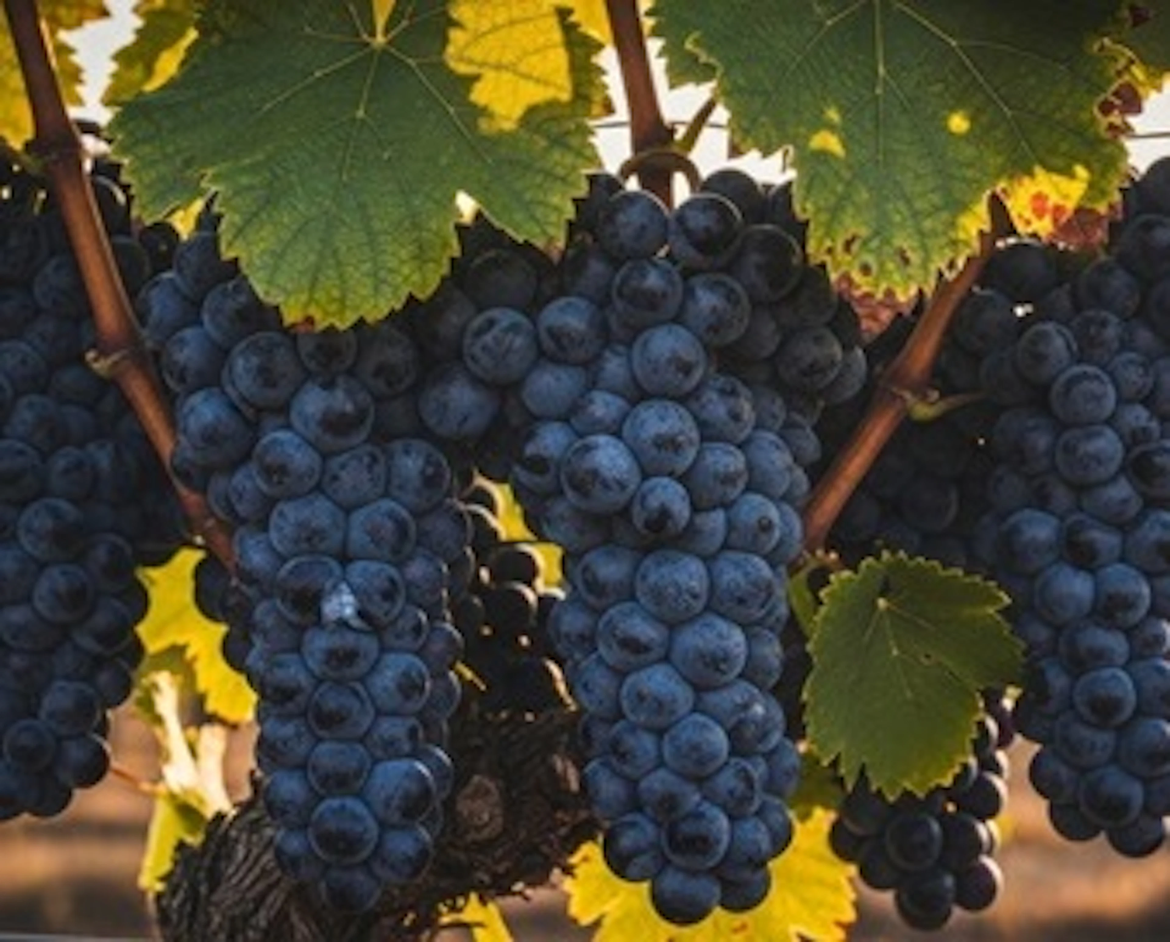 Zinfandel