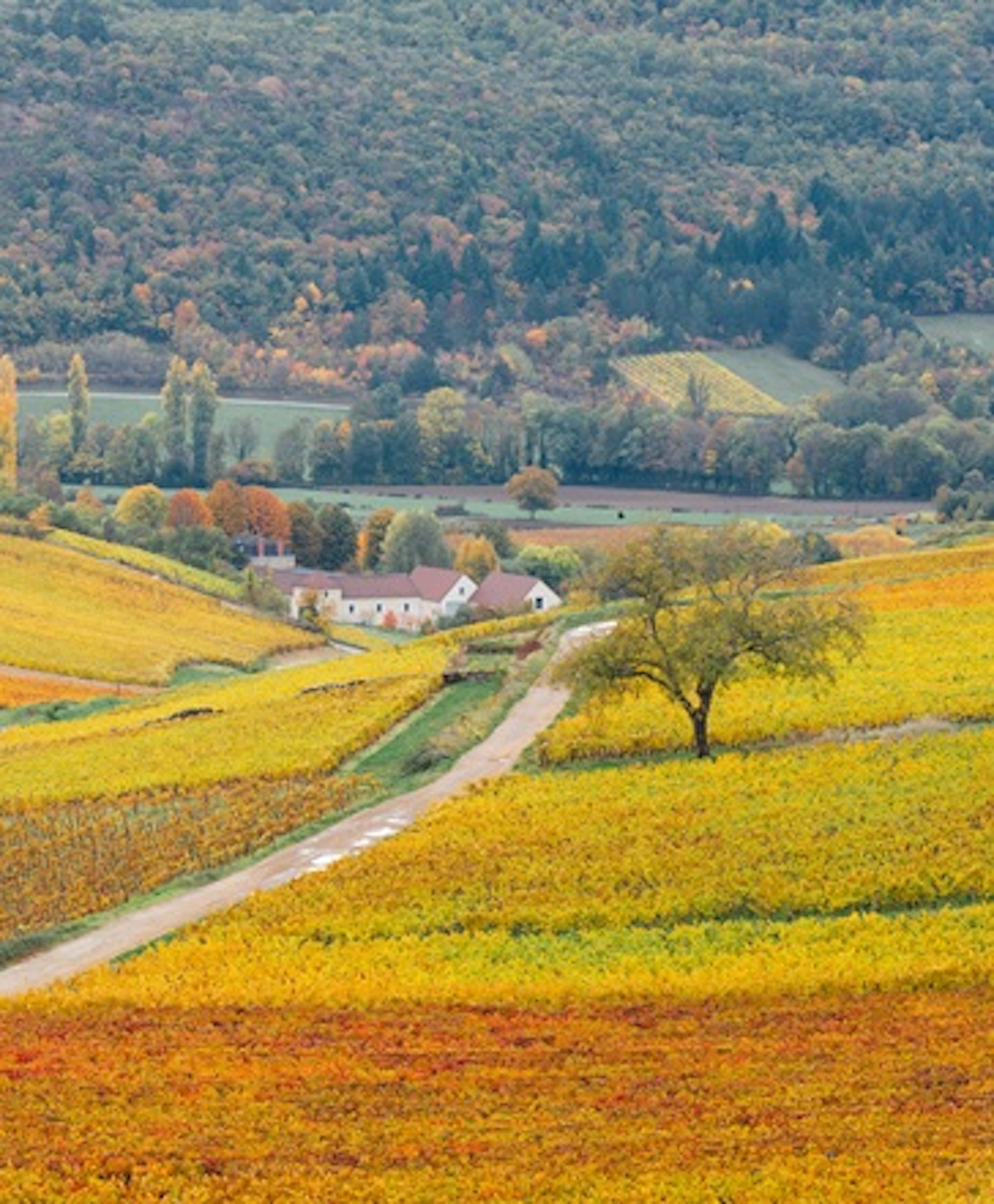 bourgogne aligoté