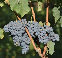 Nero d'Avola