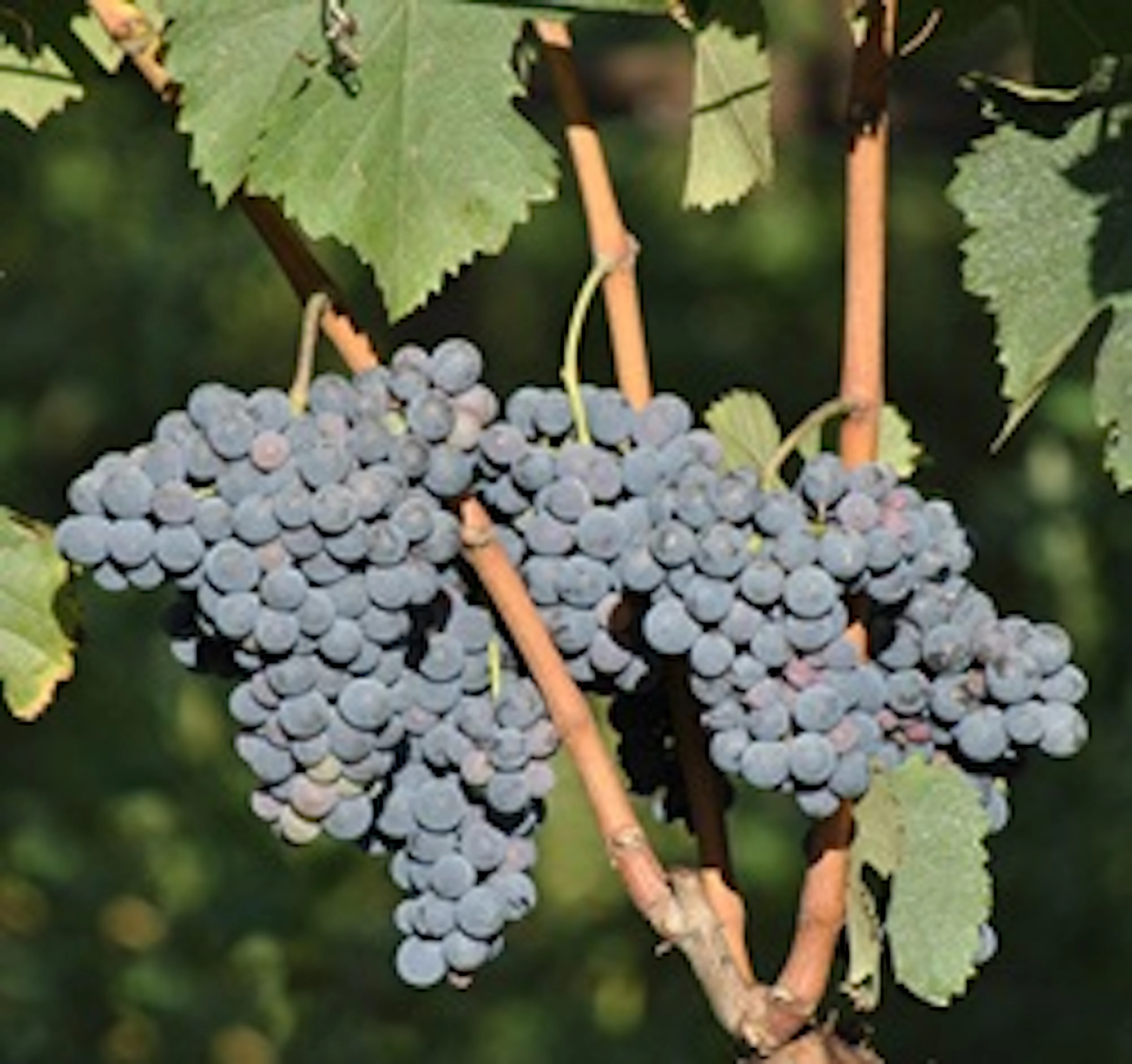 Nero d'Avola