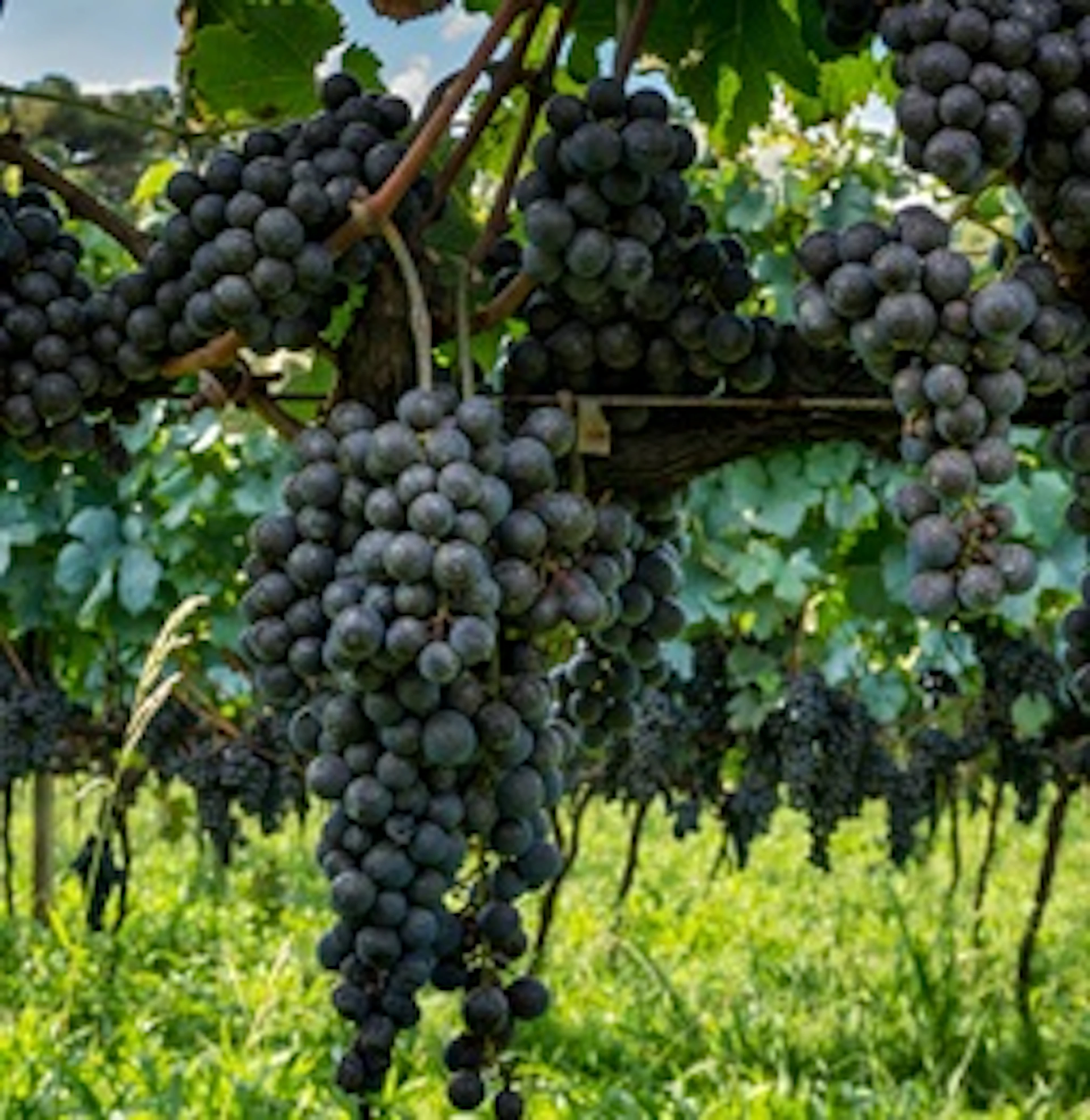 Tannat
