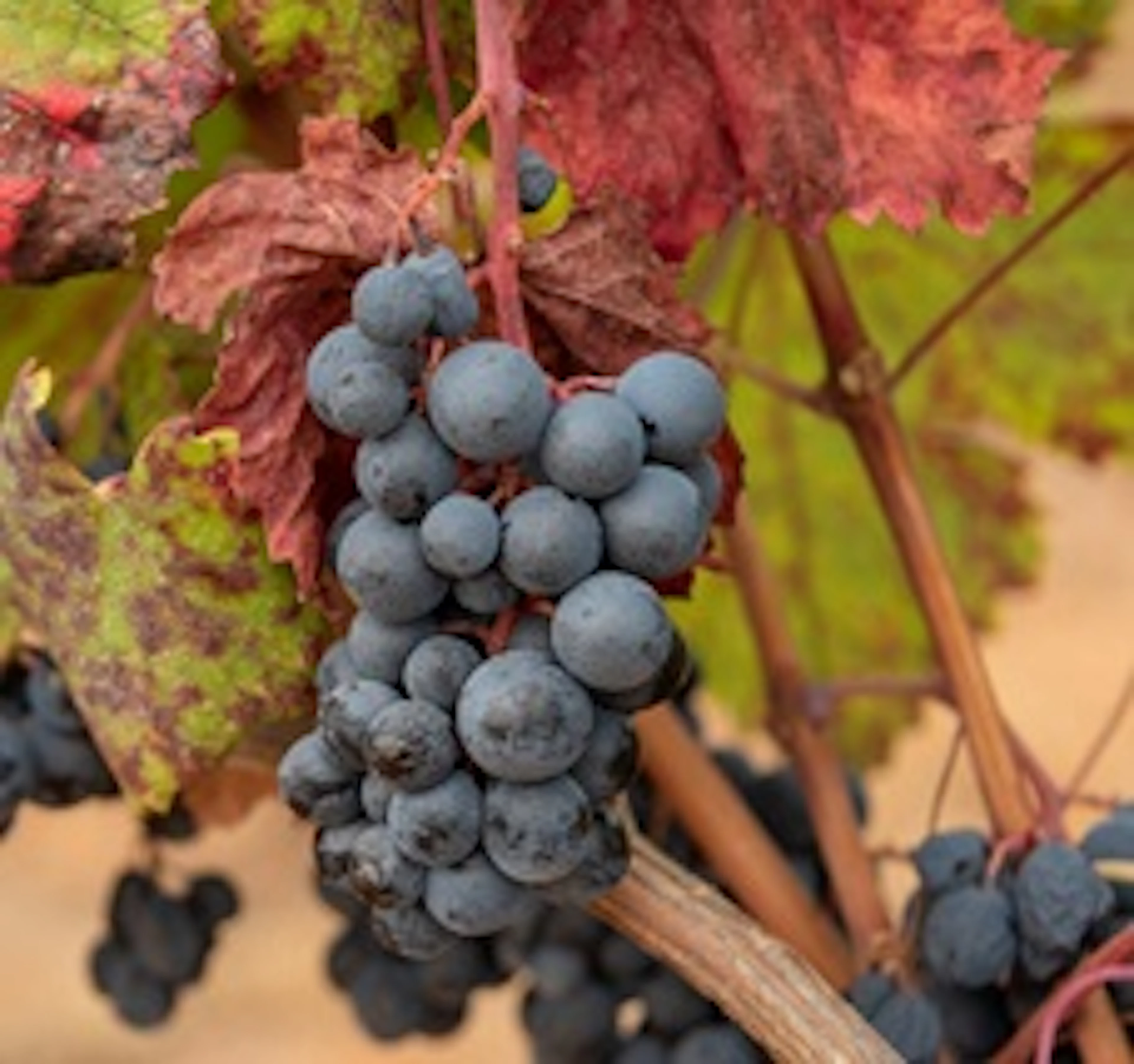 Alicante Bouschet