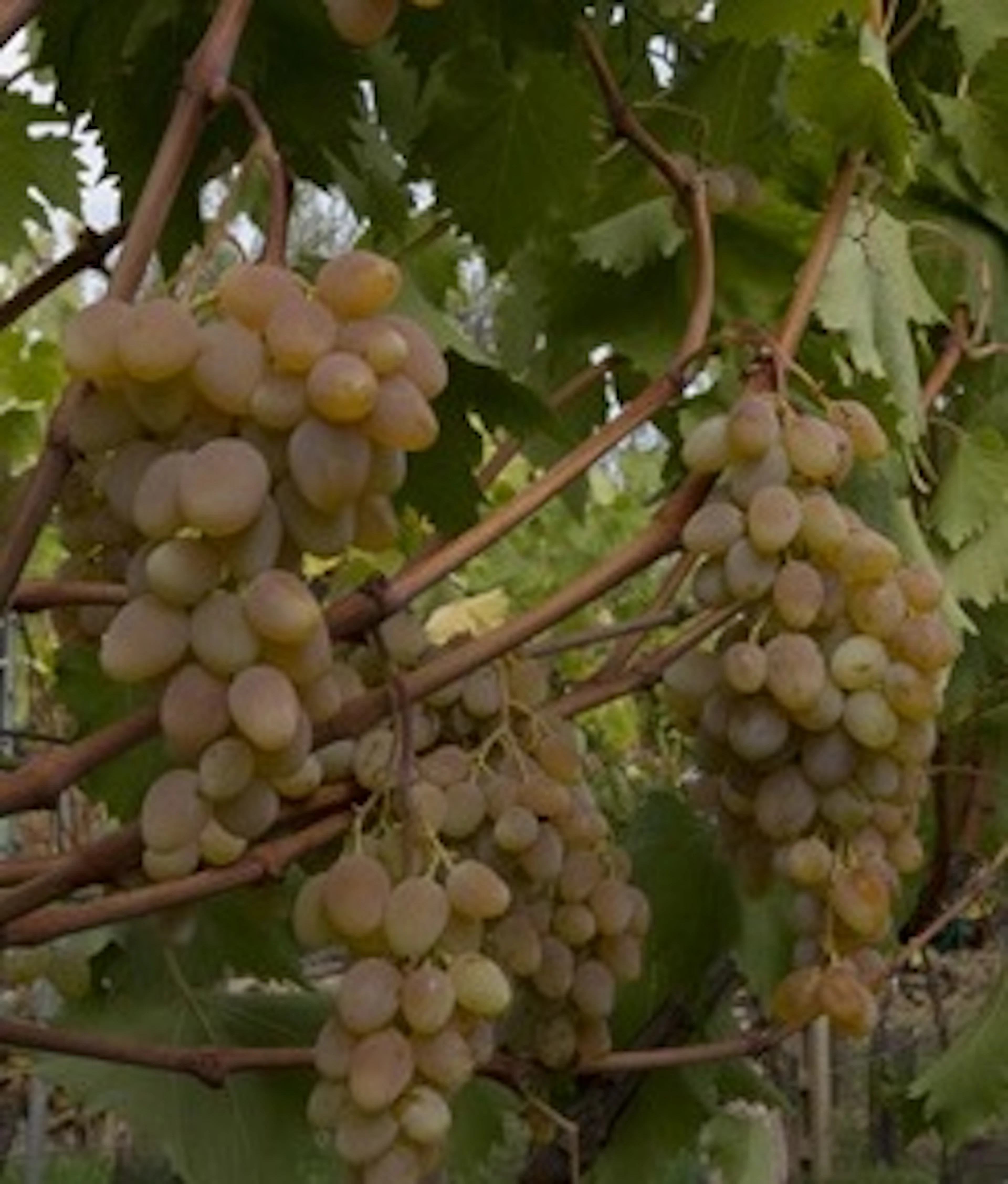 Bianco Gentile