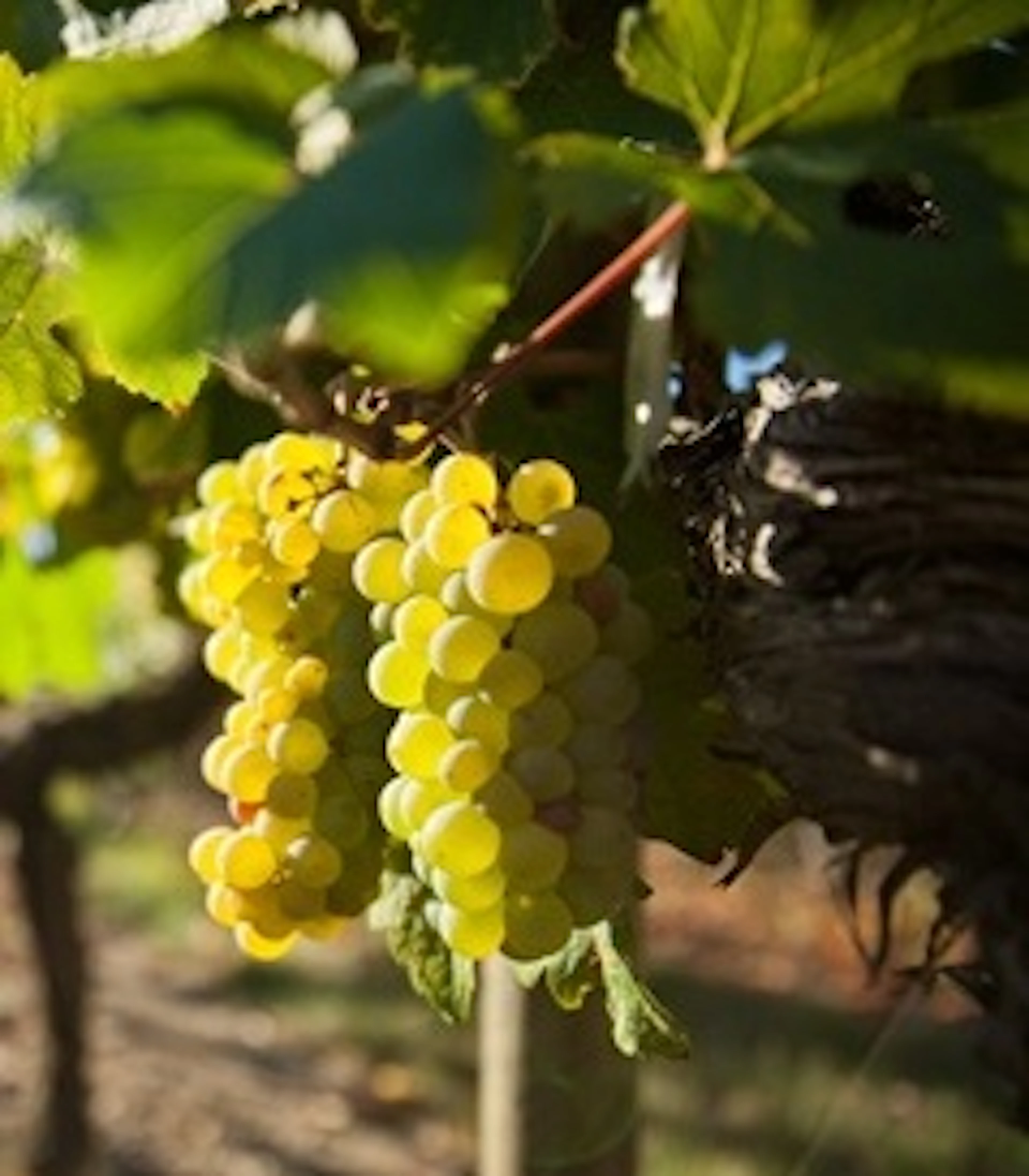 Romorantin