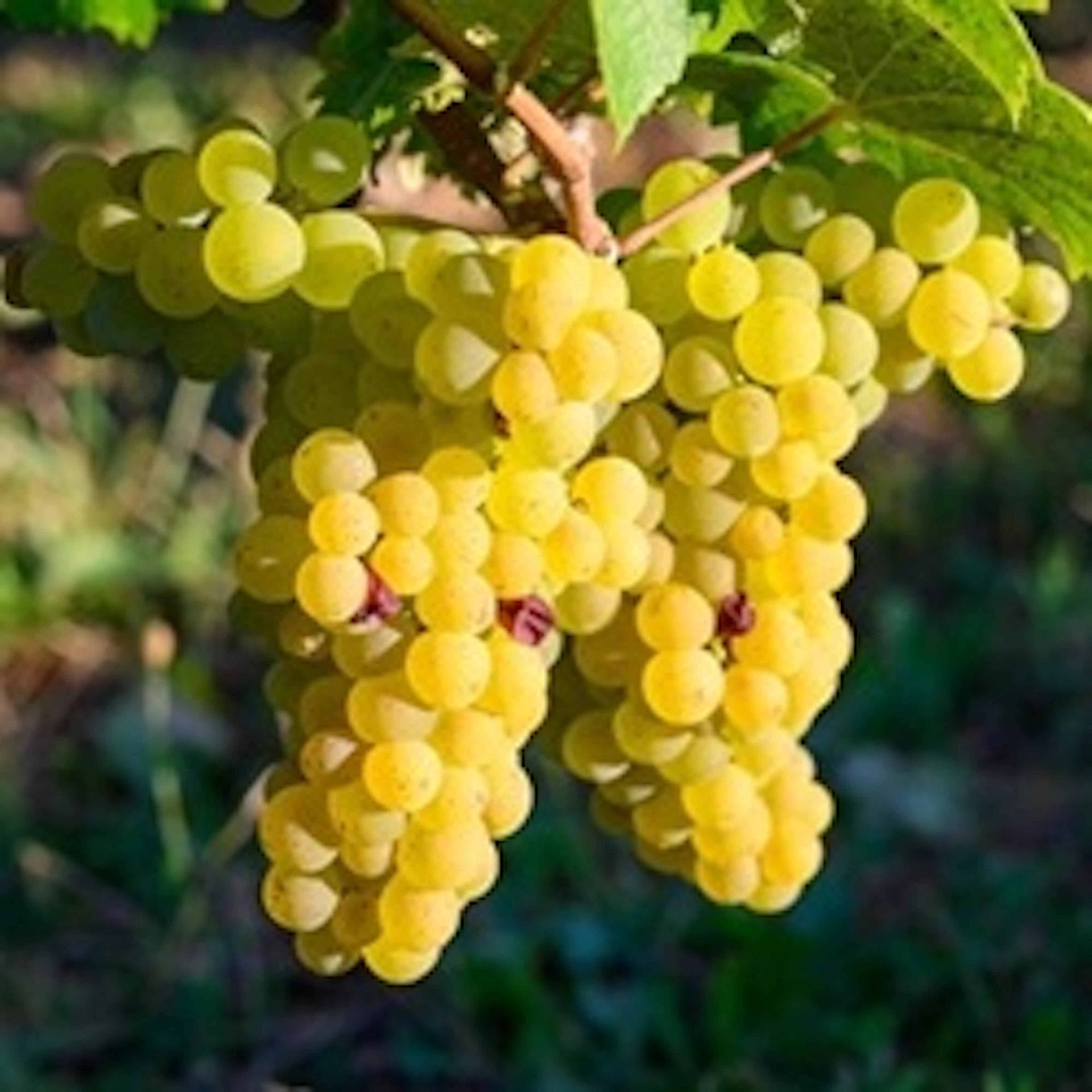 Savagnin