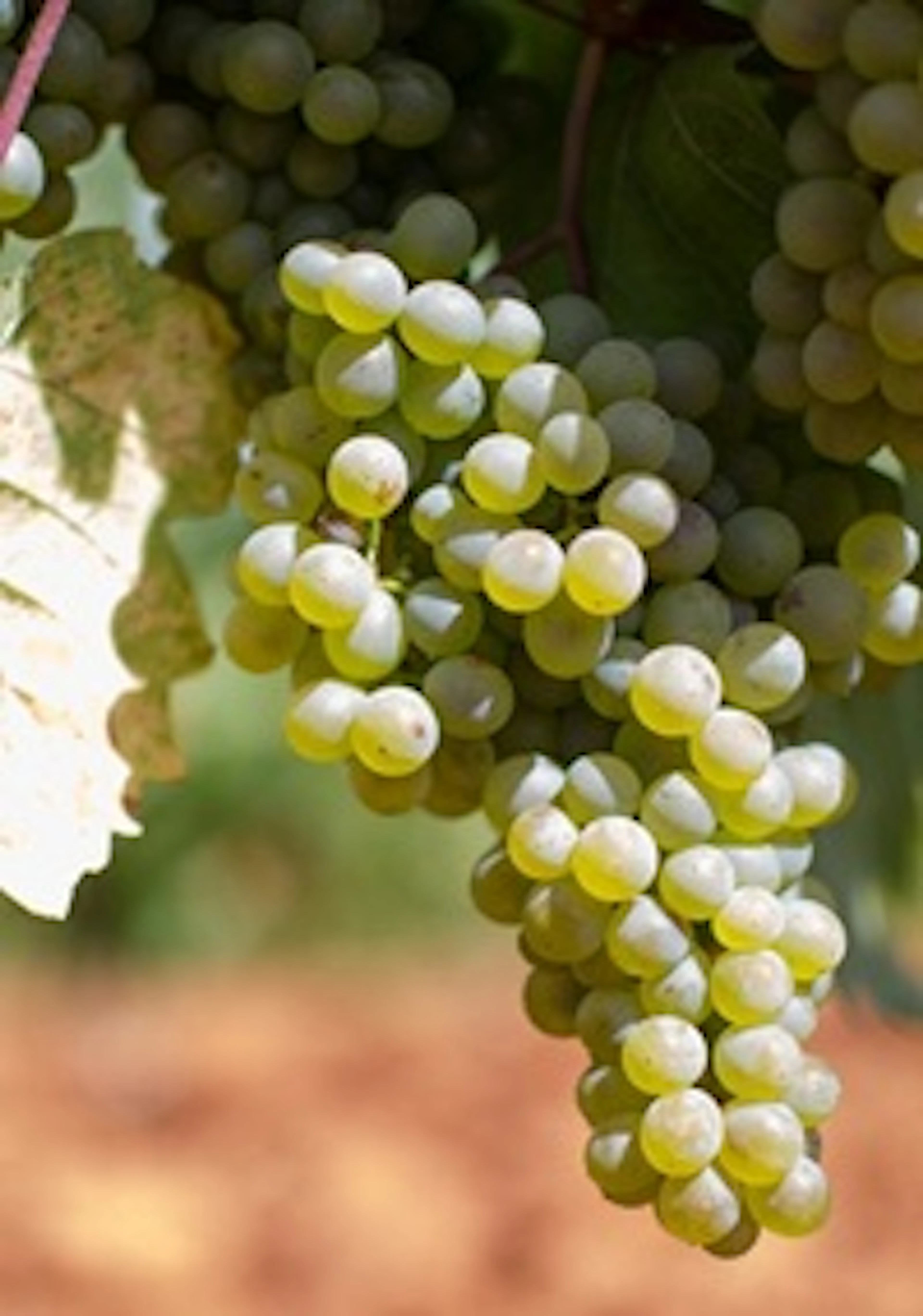 Verdejo