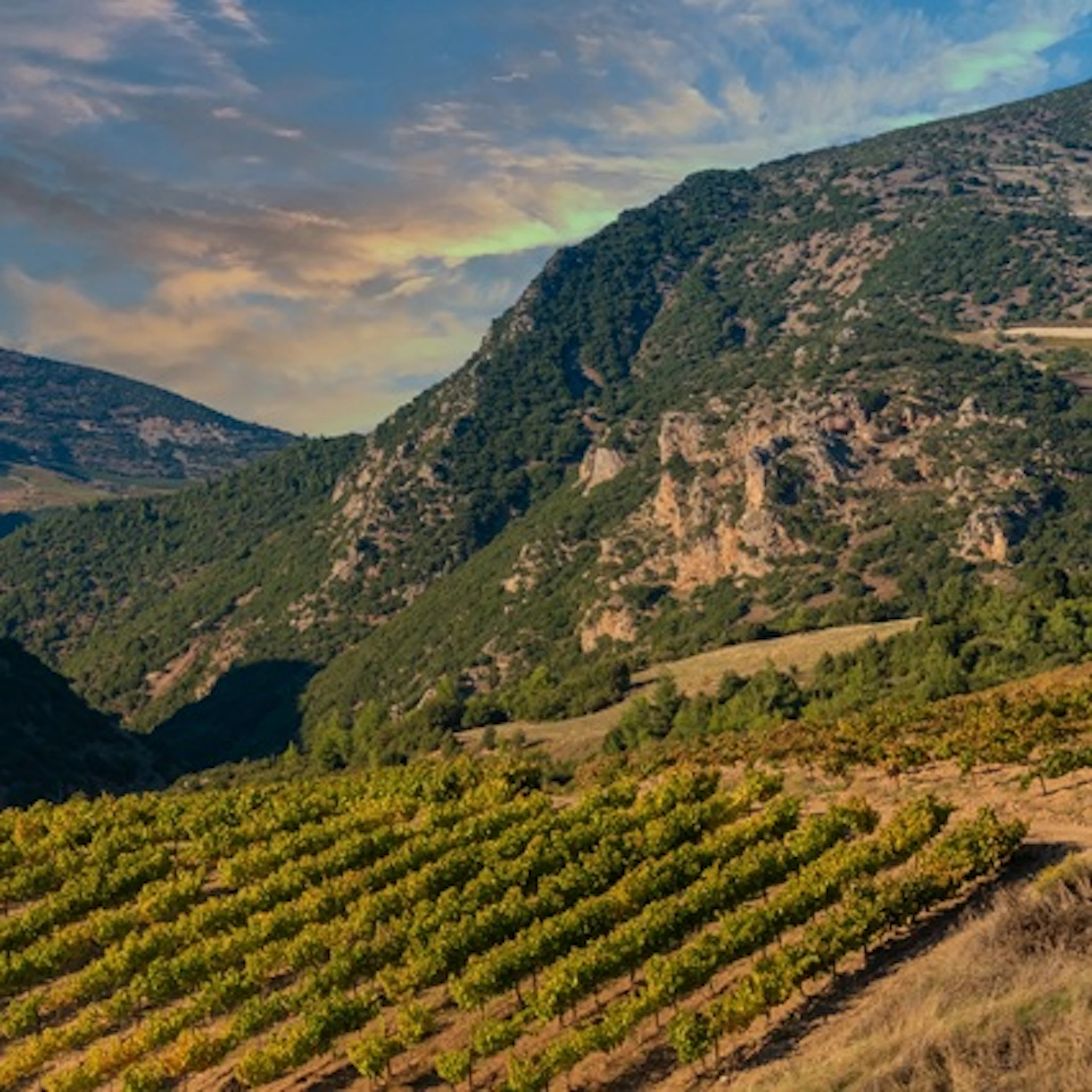 vignes grèce