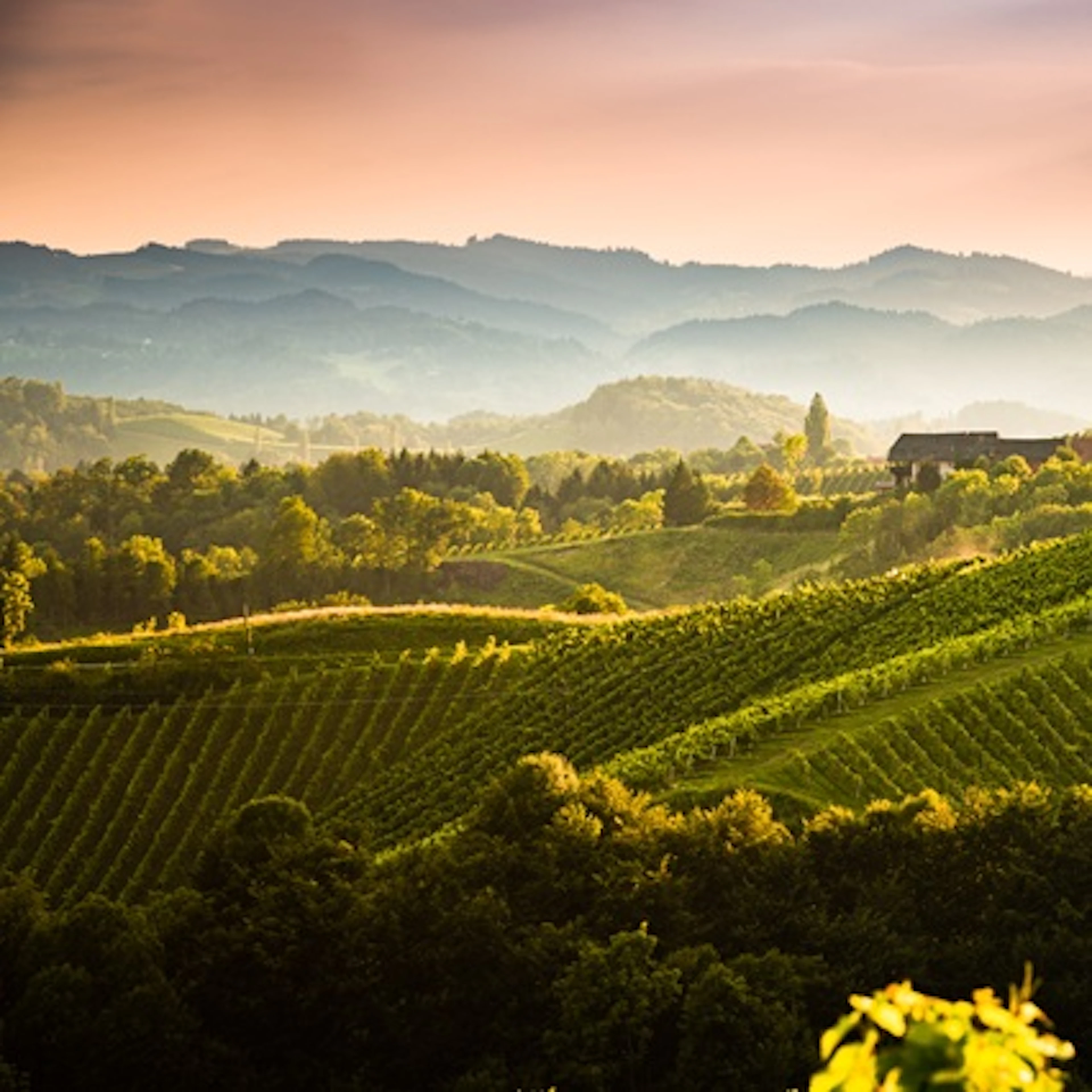 vignes autriche