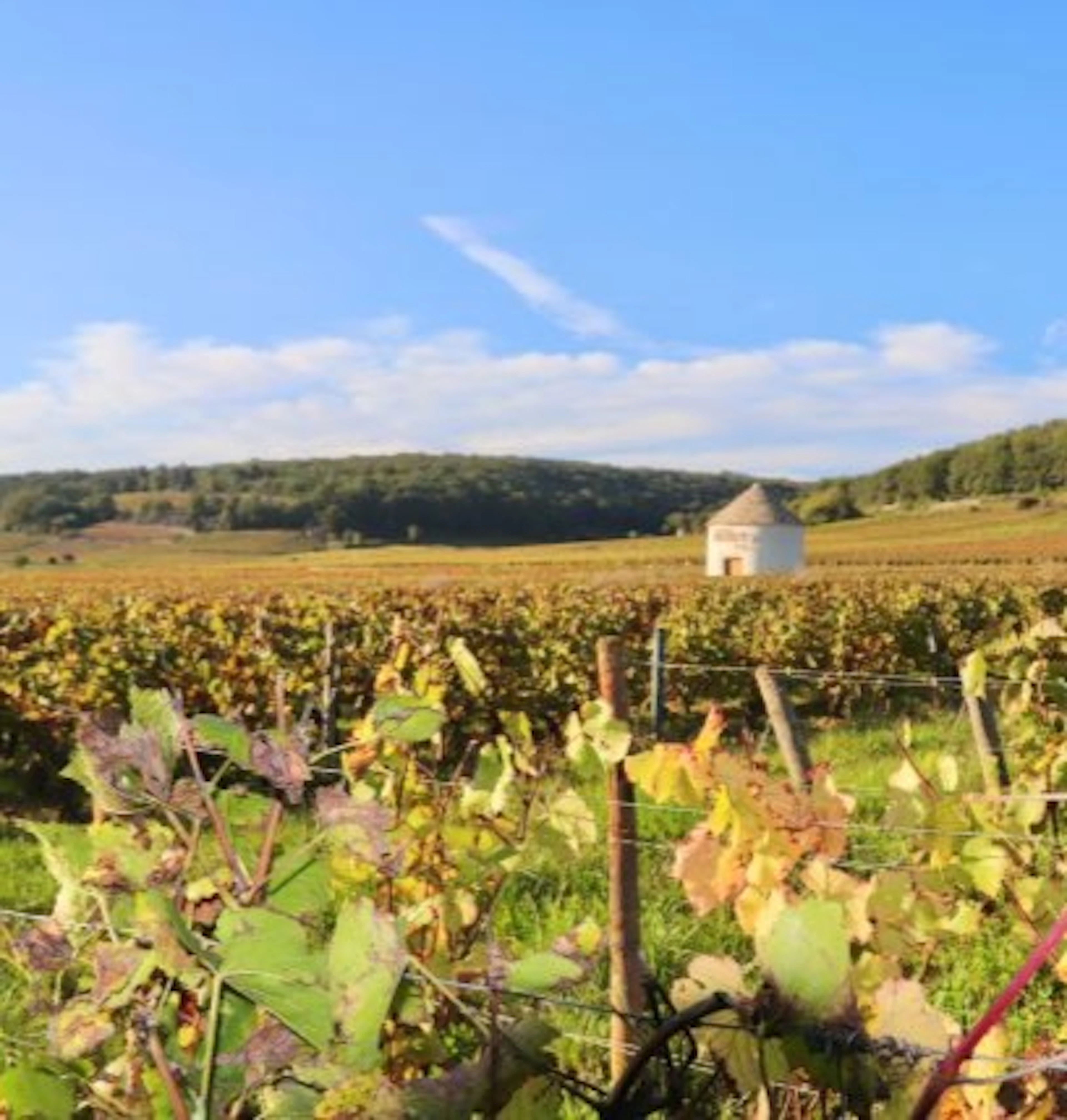 savigny-les-beaune