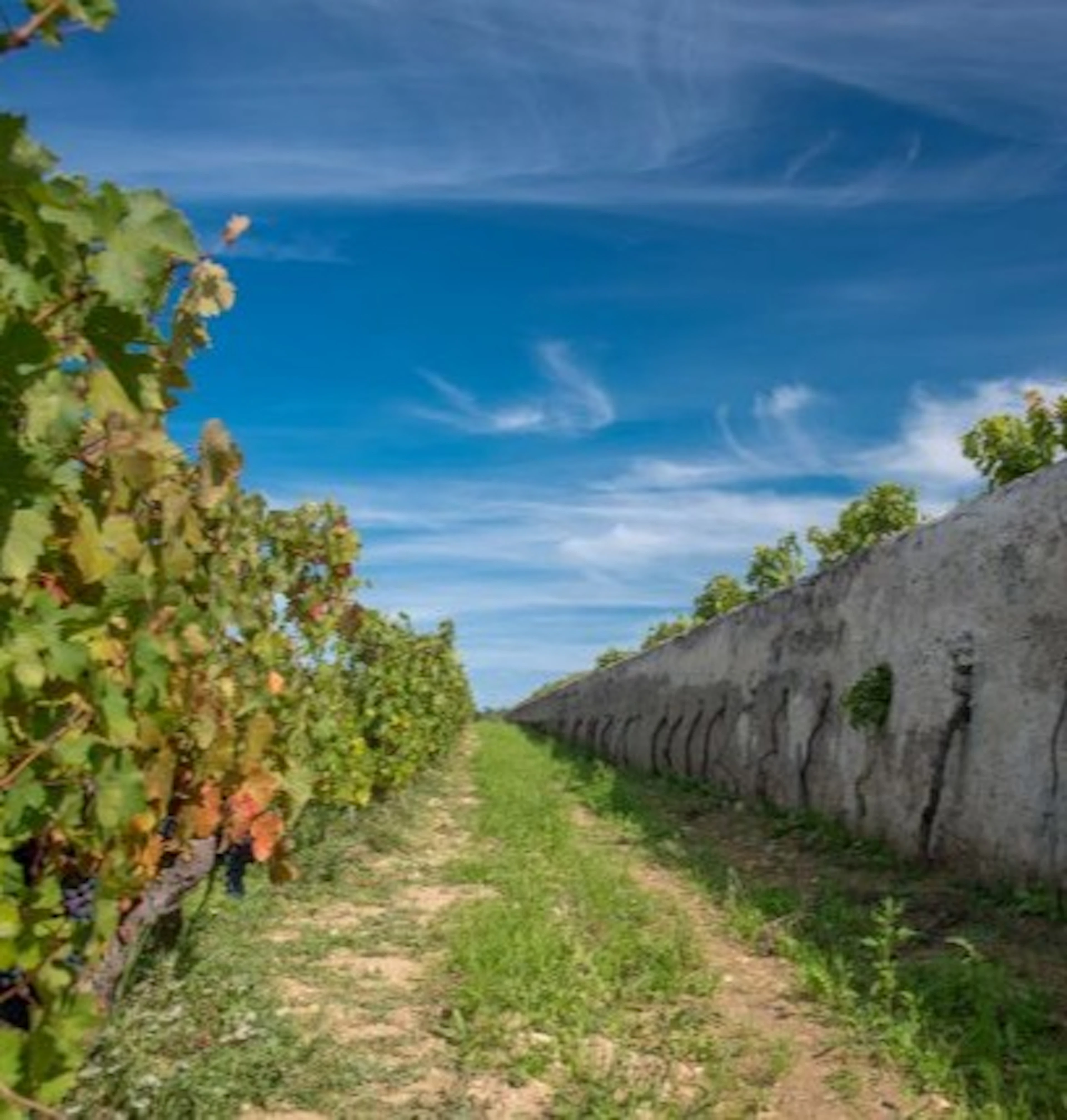 clos de la roche