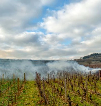 bâtard-montrachet
