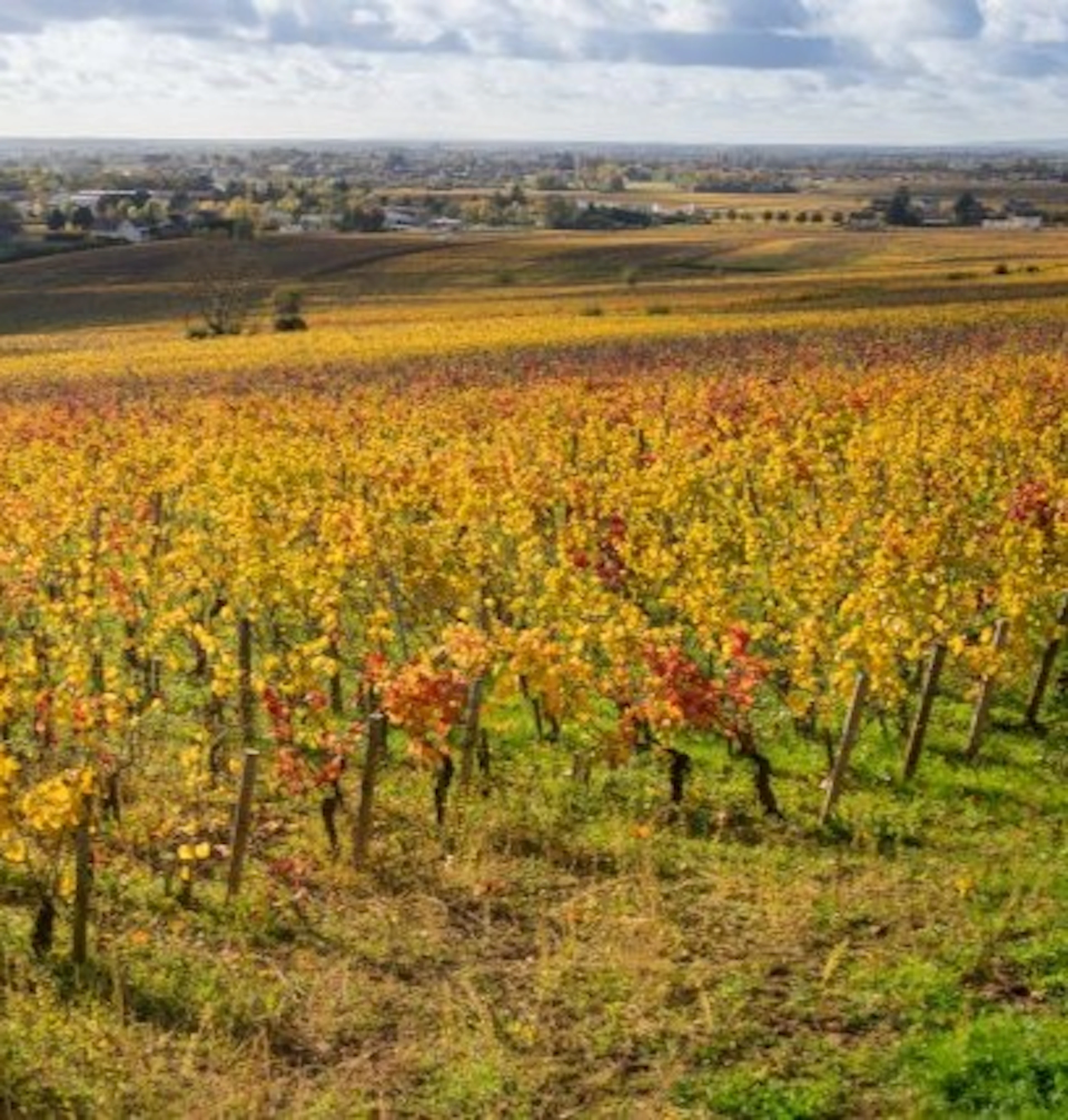 corton-charlemagne